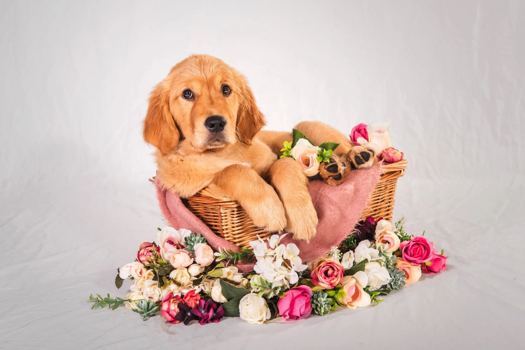 Golden retriever puppy, Porridge, during her first studio photoshoot with Gold Coast pet photographer, Pawtistic Media.