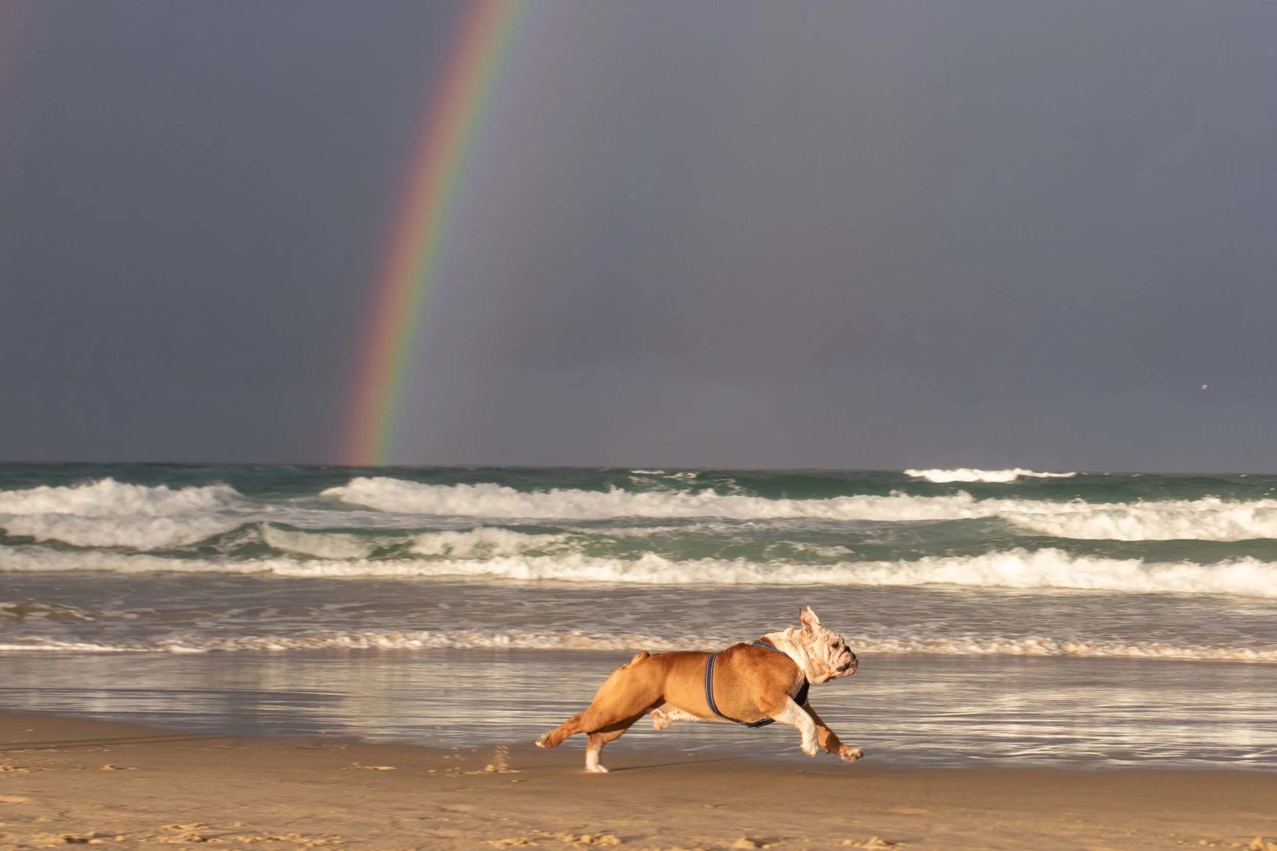 How to Prepare for Your Dog’s End of Life (Without Regret)
