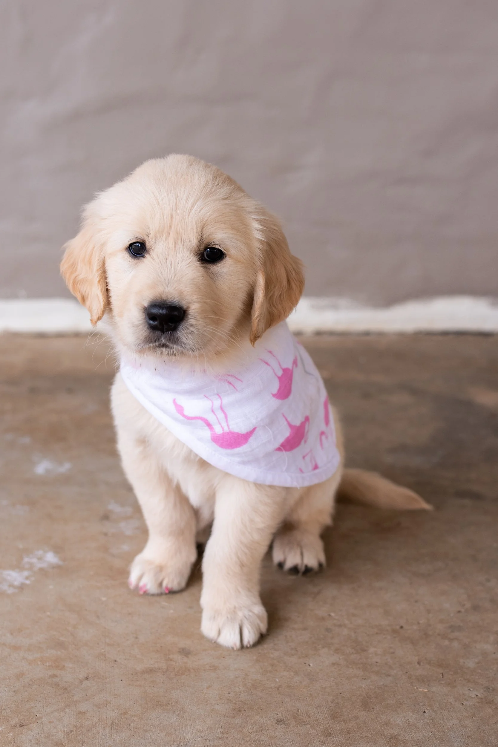 Professional puppy photography for dog breeders on the Gold Coast, capturing the cuteness and personality of each pup for advertising and promotional purposes.