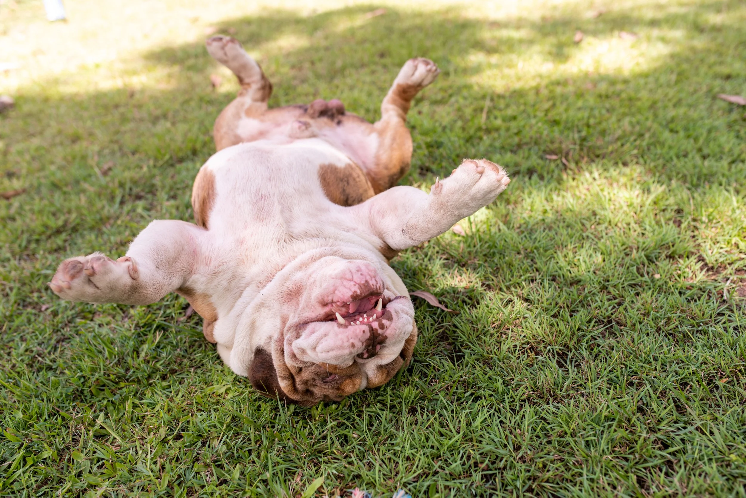 Why Exercise Before a Photo Shoot Can Make or Break Your Dog’s Photos