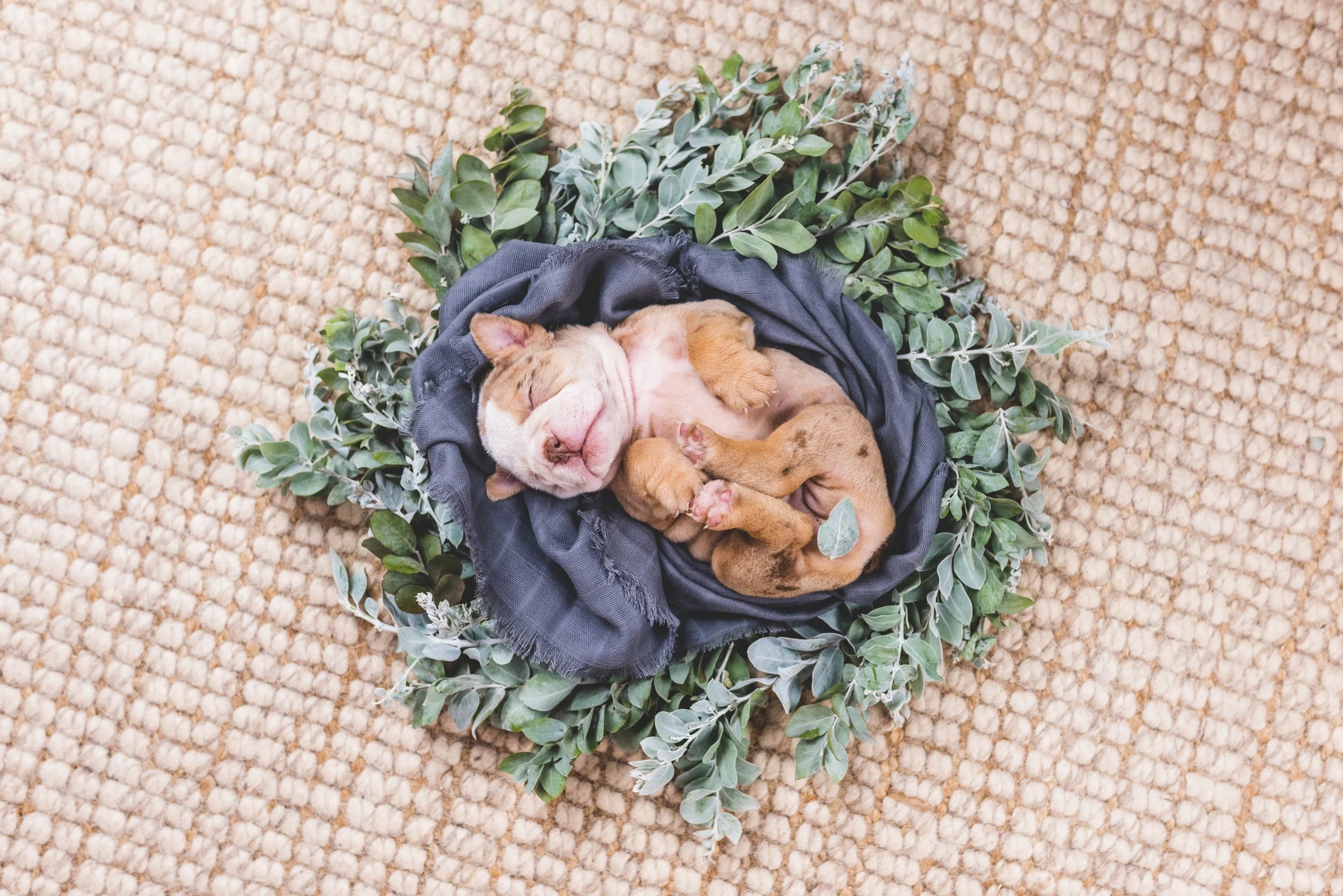 Capture the cuteness of your puppies with eye-catching professional photography on the Gold Coast. Specialised newborn style photography for puppies.
