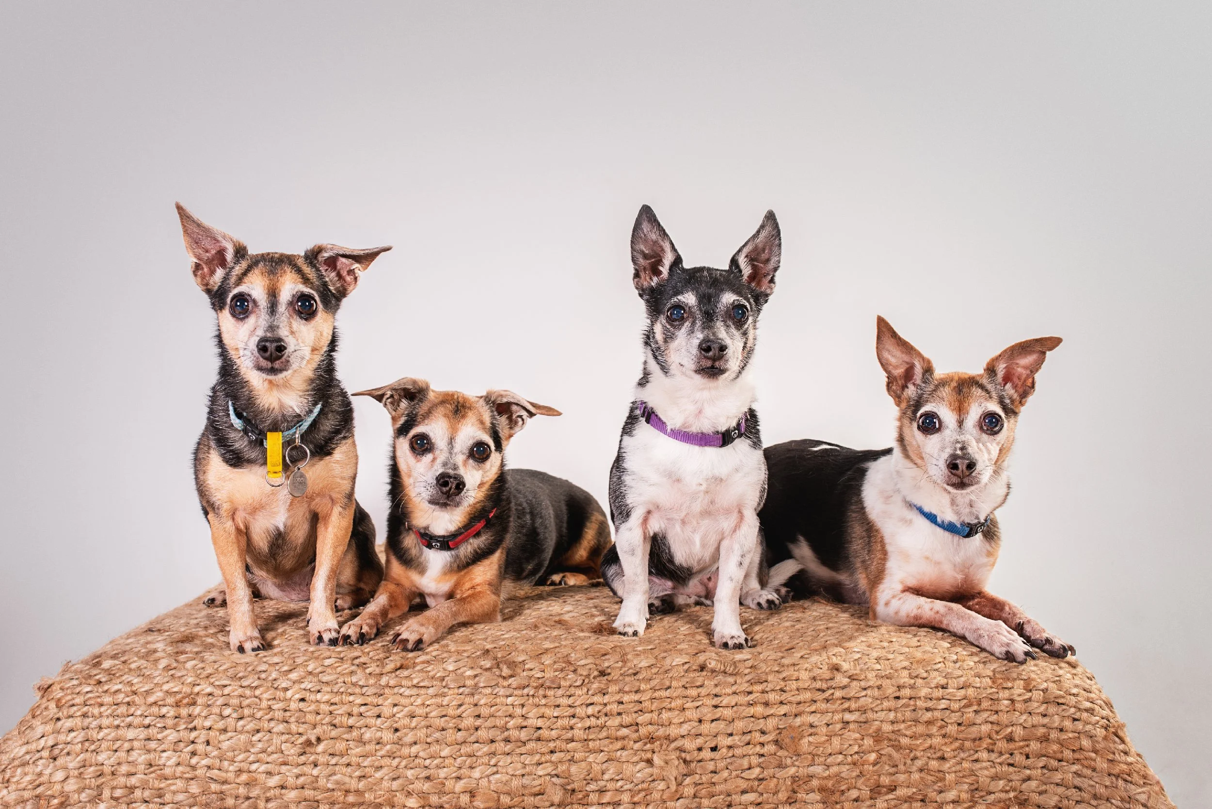 Professional pet photography for dog lovers on the Gold Coast, capturing the cuteness and personality of each dog, like these fox terriers.