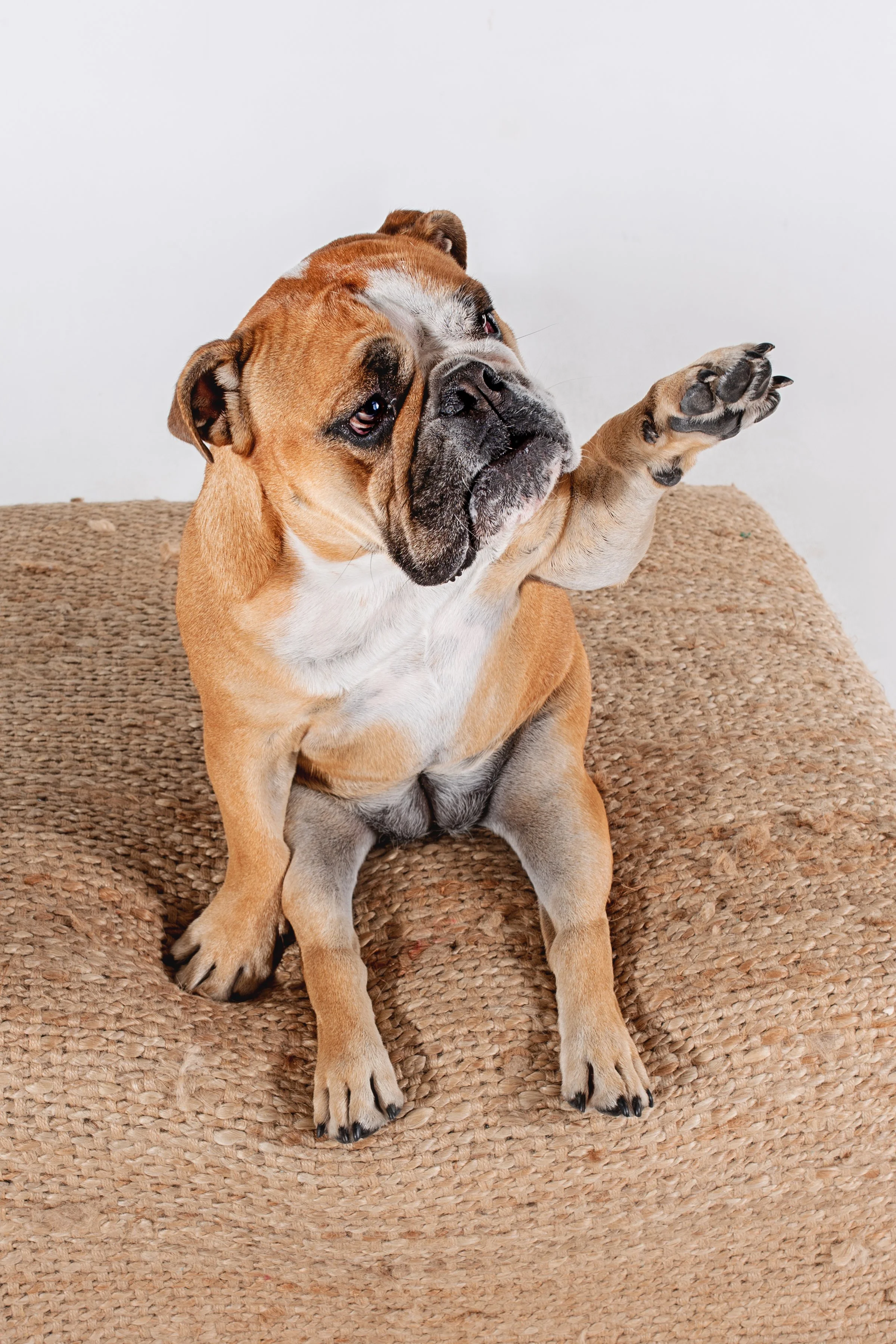 A cute bulldog puppy sitting on a textured brown cushion with one paw raised, raising the paw as if to wave, against a plain white background.