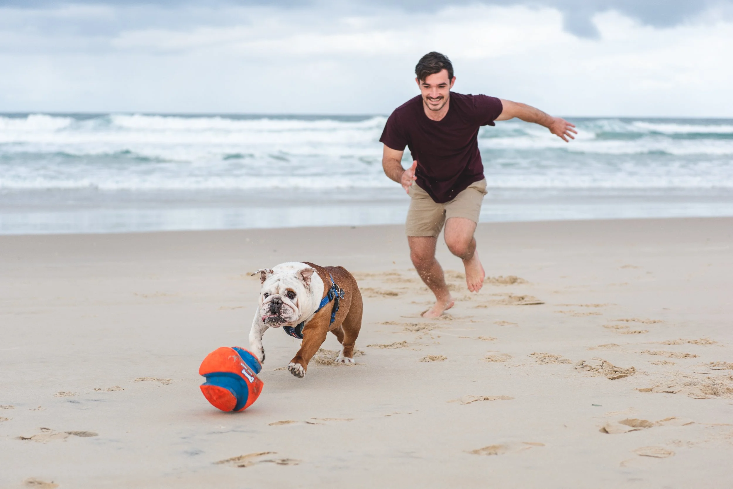 Gold Coast dog beach photoshoot for british bulldog, The Mighty Rufus, capturing his ball-obsessed personality. 
PHOTO BY PAWTISTIC MEDIA
