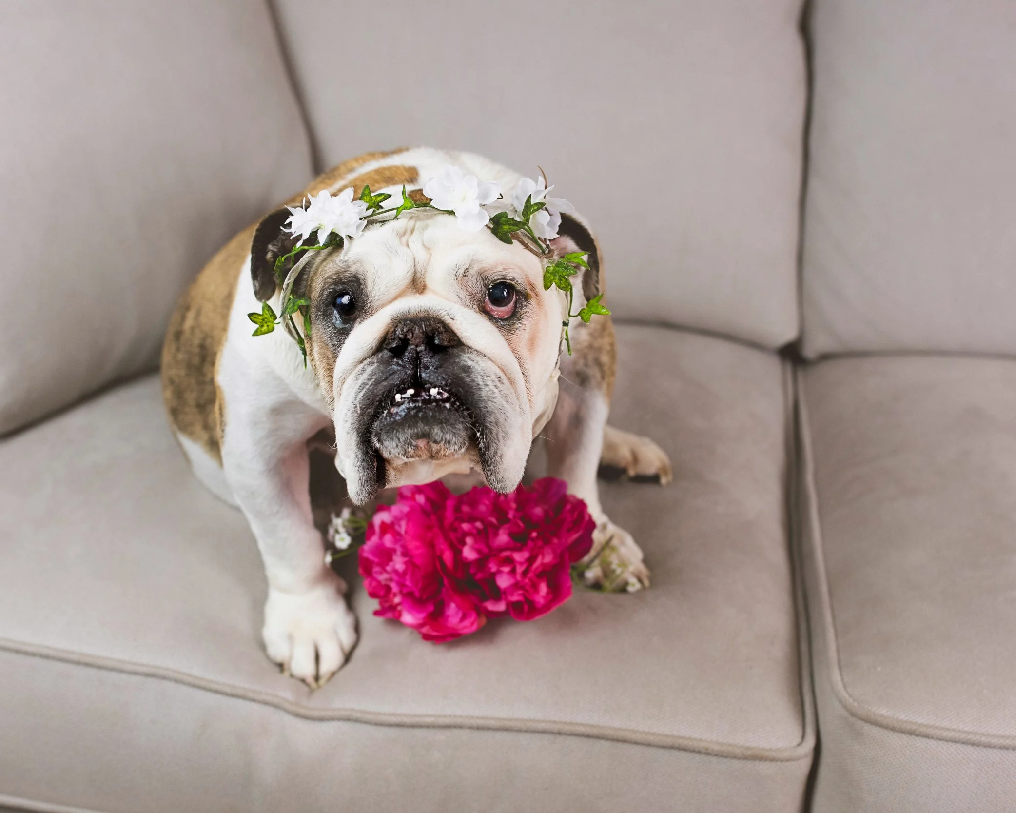Rainbow Shoots are a beautiful, emotional service for Gold Coast dog owners to capture the precious moments of their beloved dogs, like this British bulldog, before they "cross the rainbow bridge."