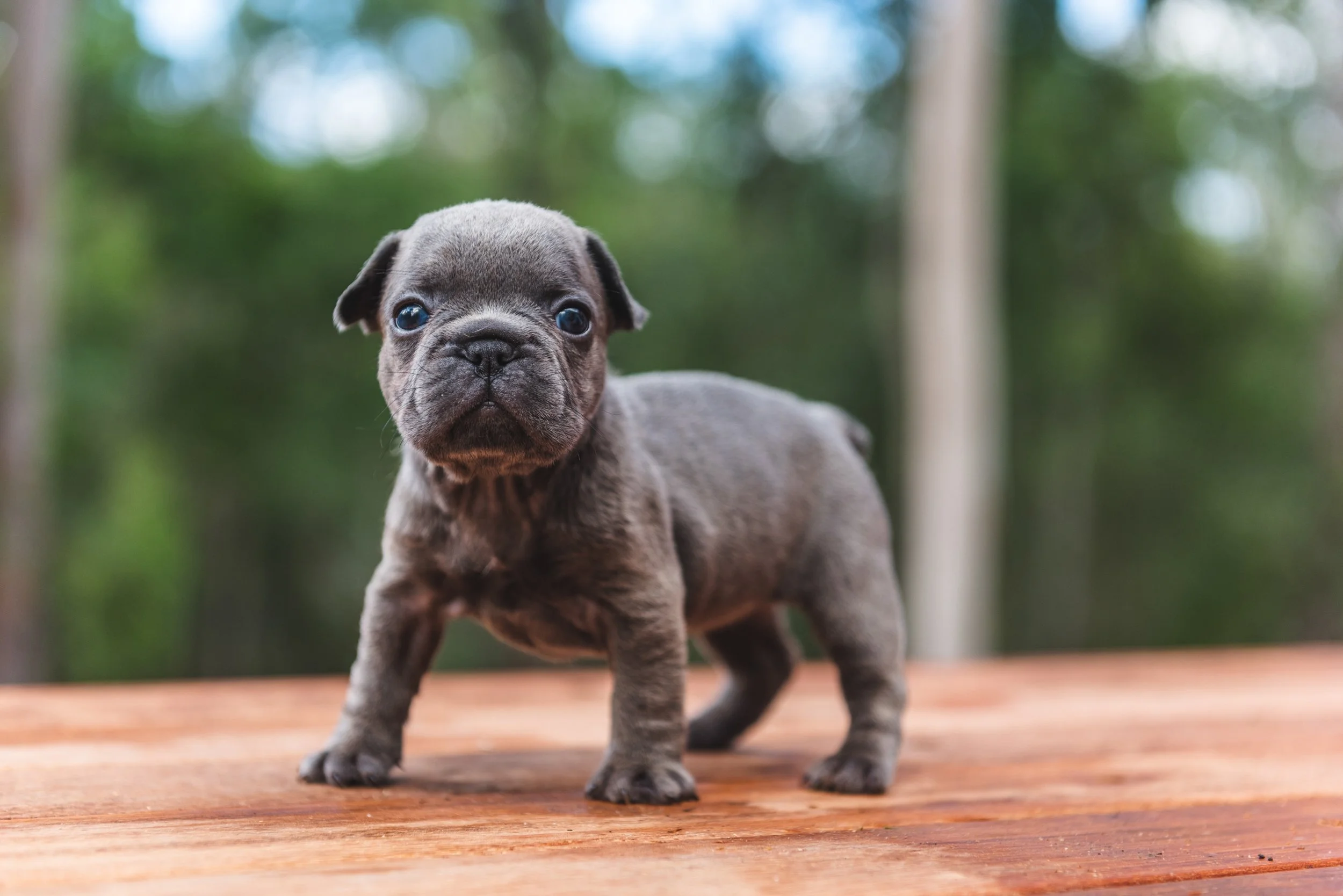 Capture the cuteness of your puppies with professional photography on the Gold Coast. Ideal for breeders looking to market their litters through stunning puppy portraits.