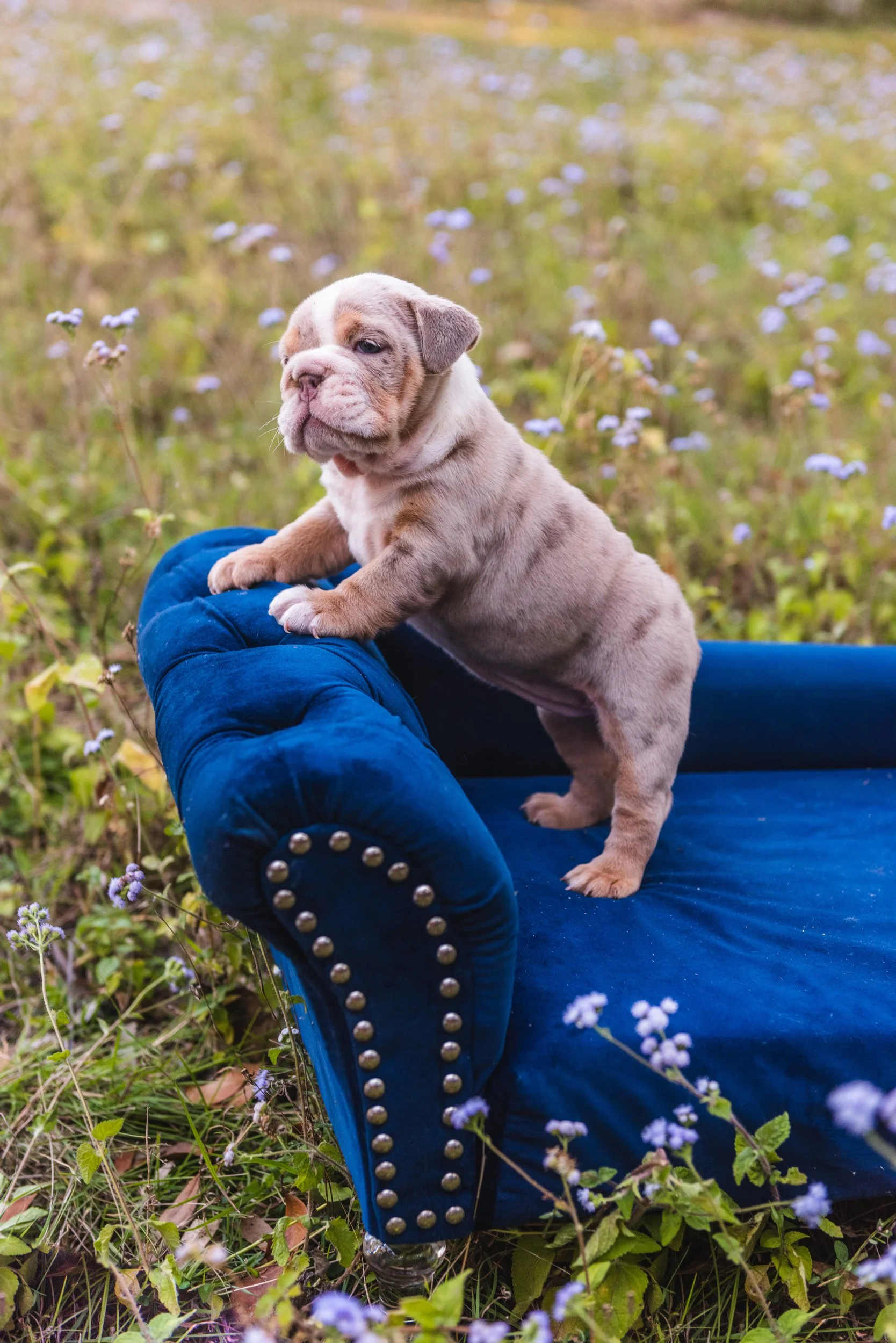 Eye-catching puppy photos for breeders to use in social media marketing campaigns. Get the best shots to promote your puppies online and attract buyers.