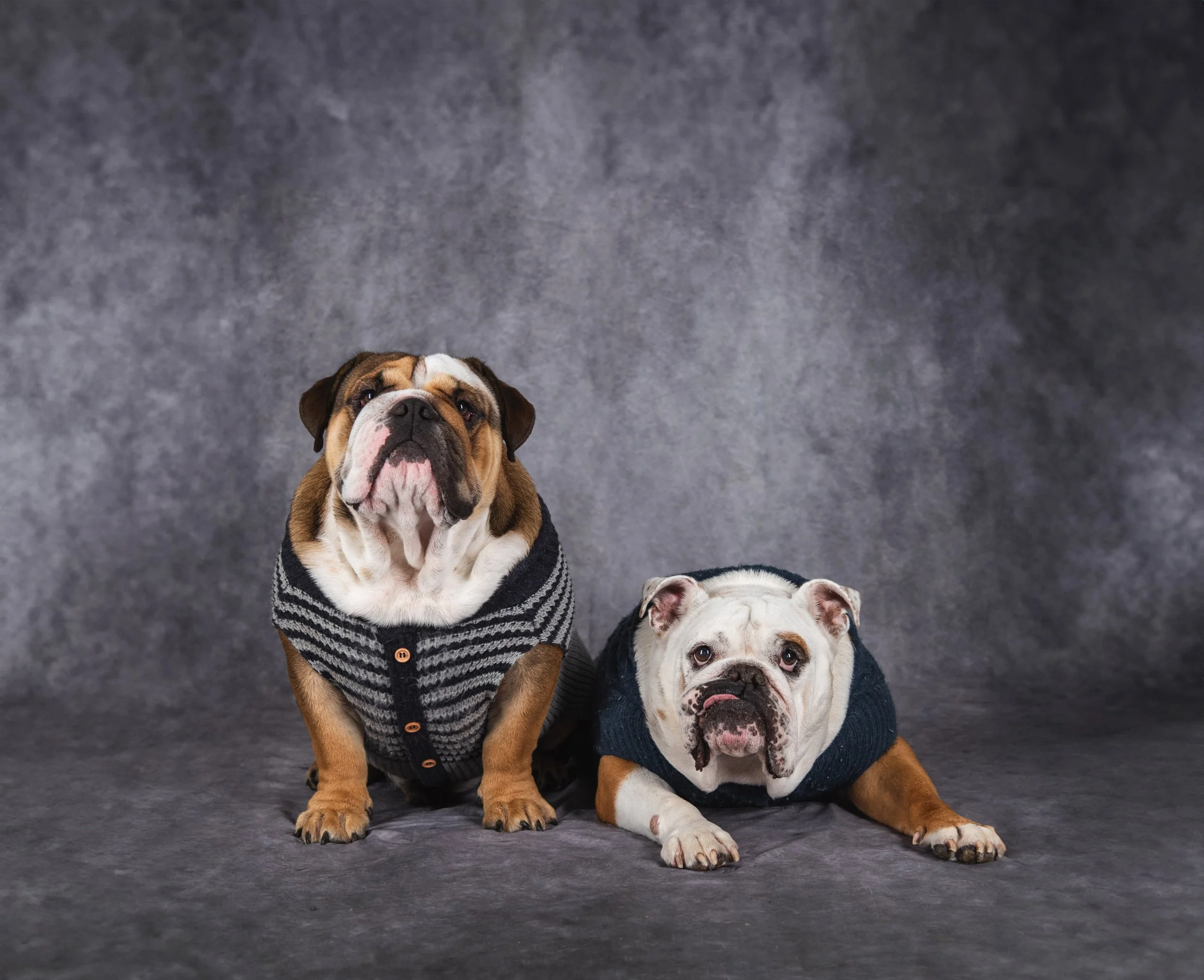 PawtisticMedia_Studio_8.jpg