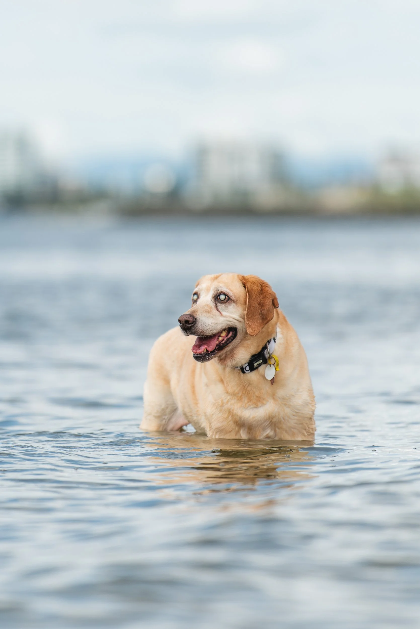 A heartfelt portrait of a blind senior Labrador enjoying the ocean during a special pet photography session. Senior dog photography celebrates resilience, love and the unforgettable bond we share with our ageing companions. PHOTO BY PAWTISTIC MEDIA