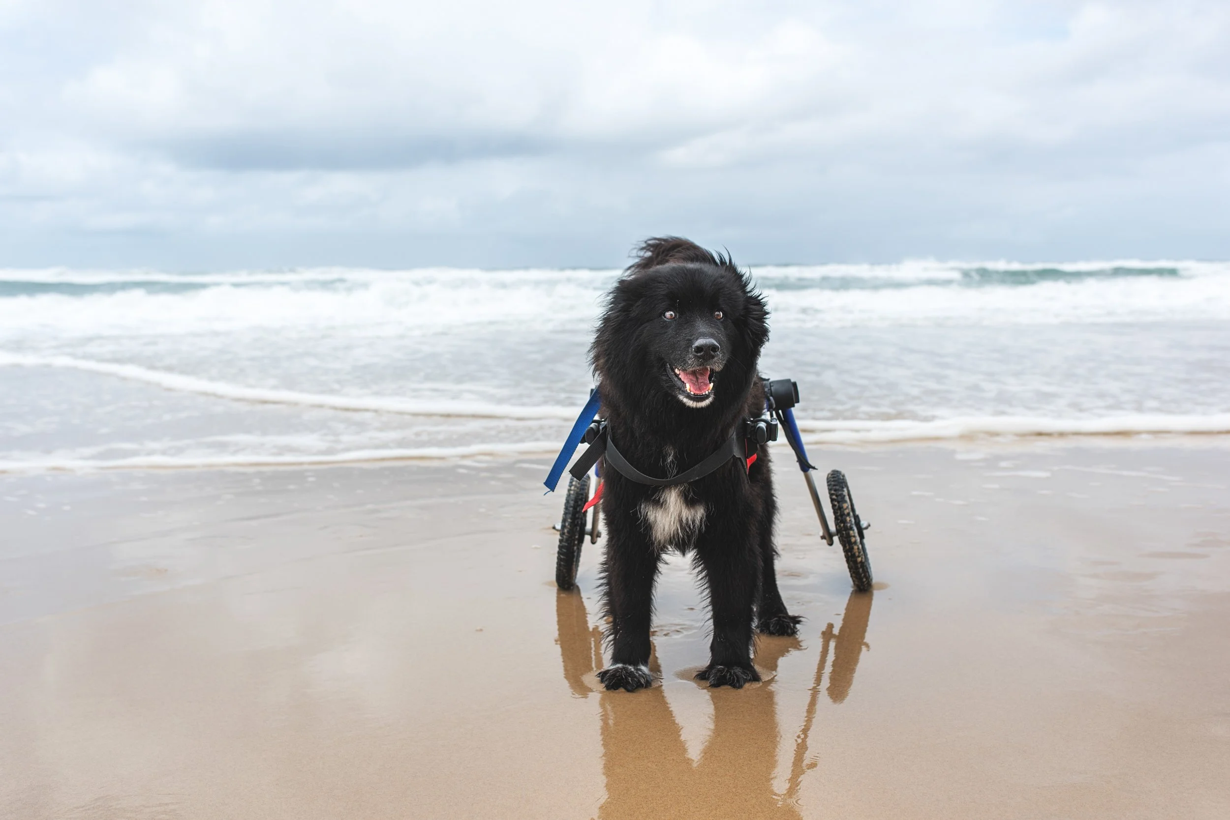A black dog with a wheelchair on a sandy beach near the ocean with cloudy skies.