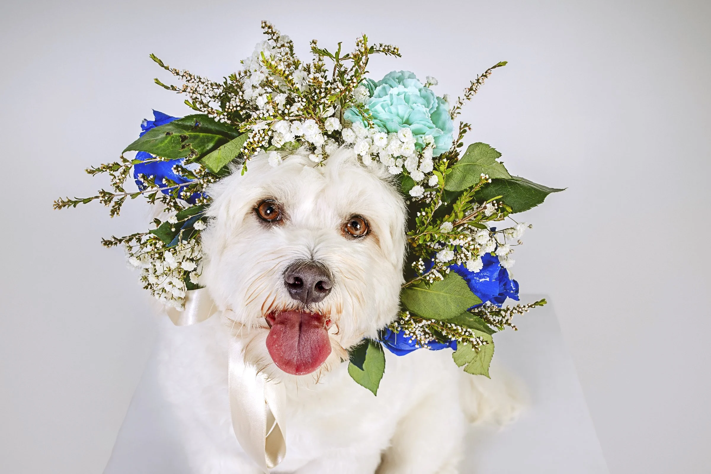 Custom flower crown studio photoshoot for Gold Coast cavoodle, Bob. Pet photography designed to capture the unique character of your dog.
