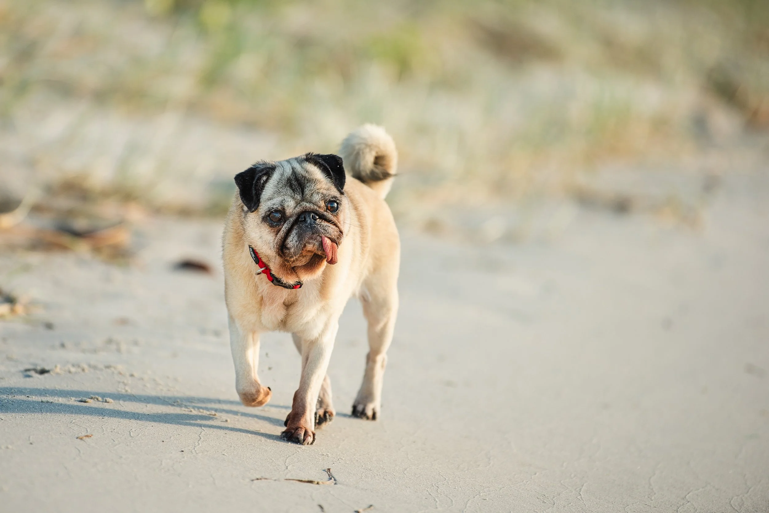 A senior Pug enjoys a peaceful walk along the beach during a relaxed pet photography session. These beautiful portraits celebrate the love, loyalty and memories shared with our dogs throughout their lives. PHOTO BY PAWTISTIC MEDIA