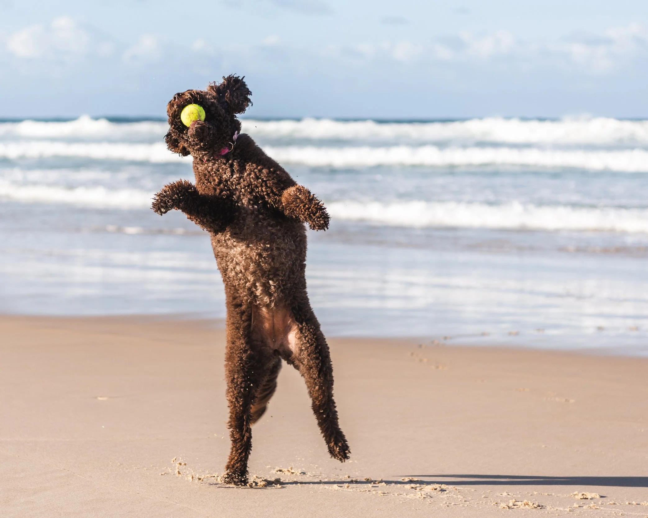 Labradoodle during a dog beach photoshoot capturing the energy of dogs in vibrant, professional photos that stand out in your memory and home.