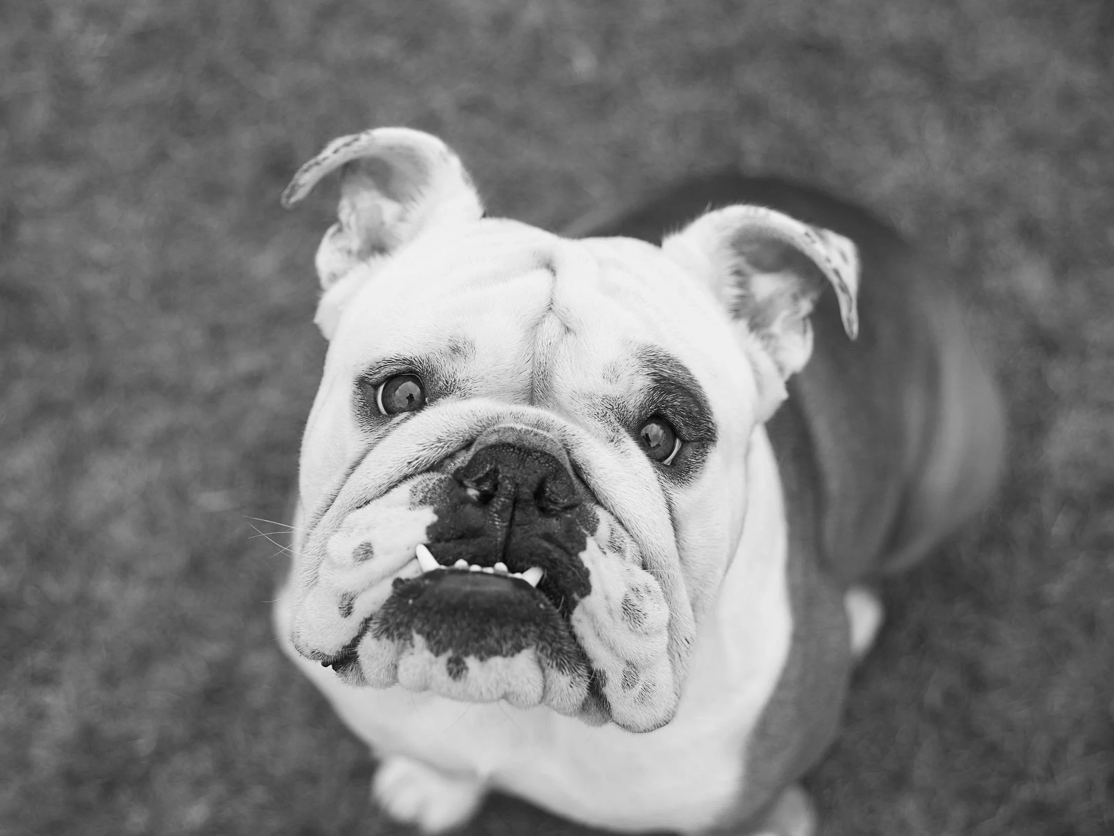 Bulldog The Mighty Rufus, child of Gold Coast pet photographer, Pawtistic Media.