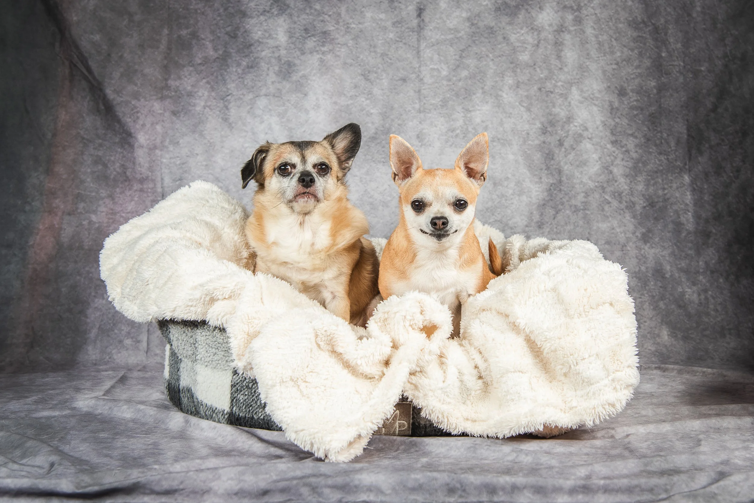 Two adorable Chihuahua mix dogs relax together in a cosy dog bed during their professional studio photoshoot. This charming portrait captures their friendship and unique personalities. PHOTO BY PAWTISTIC MEDIA