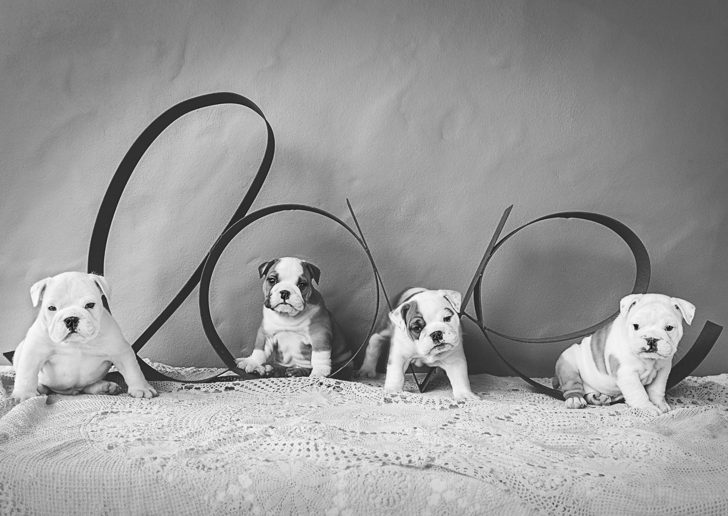 Professional puppy photos for breeders in Gold Coast, perfect for marketing puppies to potential families.