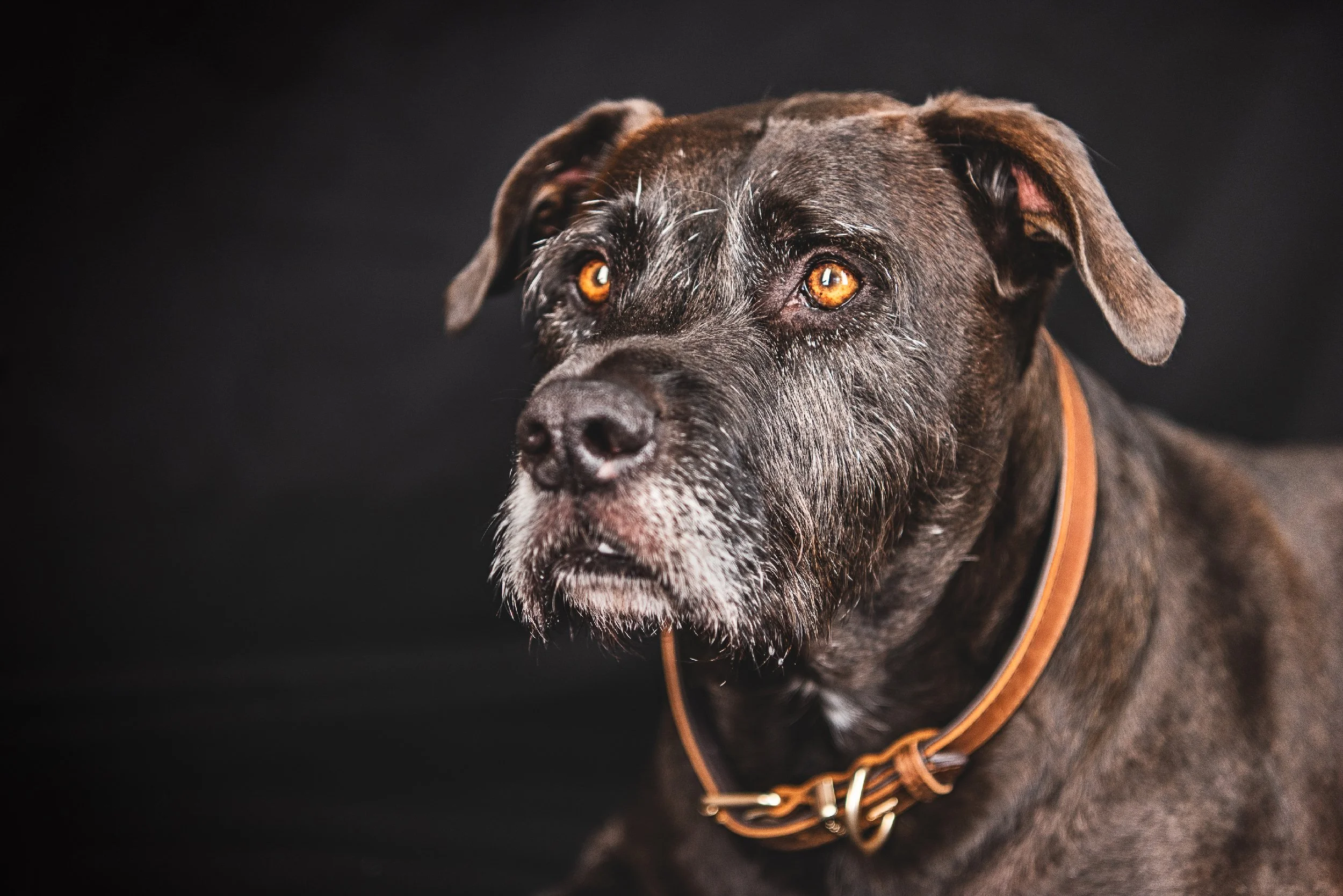 A dramatic studio portrait of an Irish Wolfhound against a deep black background, highlighting the breed’s size, texture, and gentle expression. Captured in my Gold Coast dog photography studio, this fine-art style image creates a timeless, high-impa
