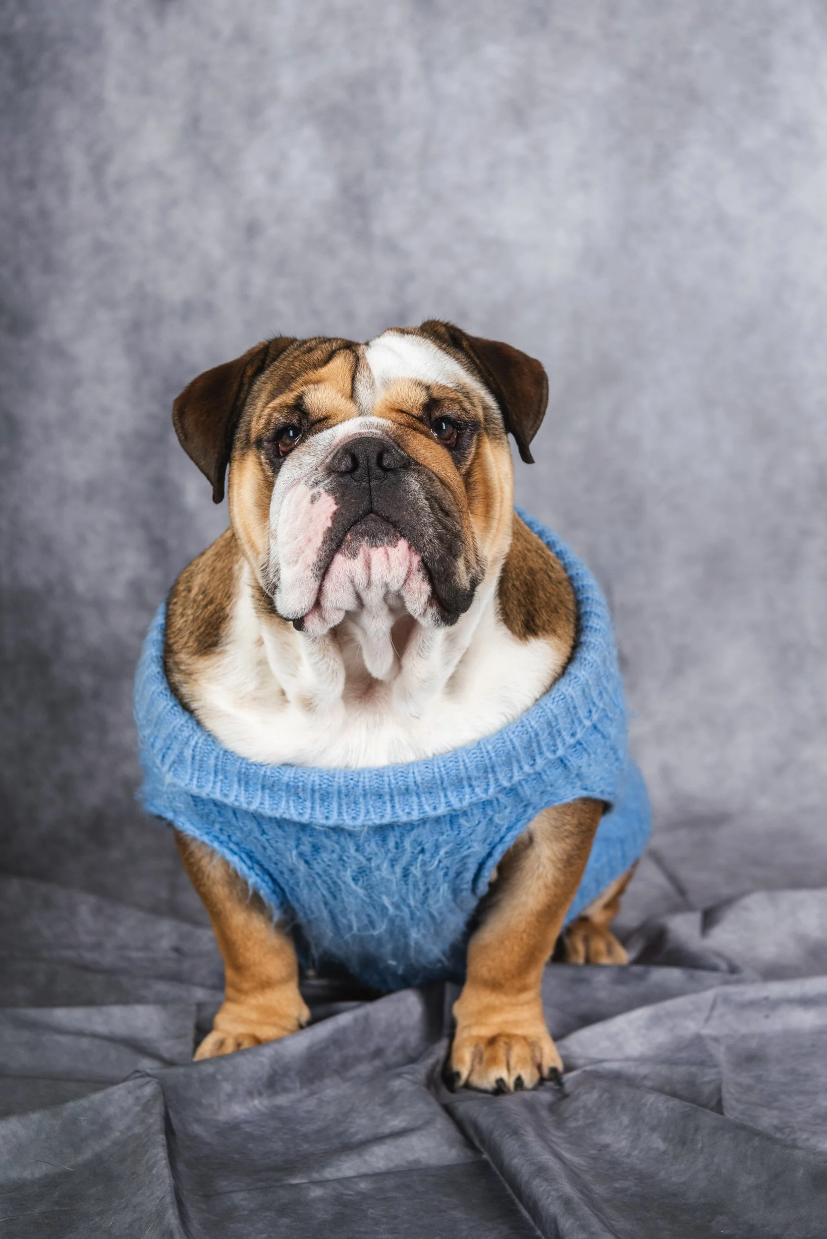 Studio portrait of beautiful British bulldog, Walter, captured on the Gold Coast, with high-quality lighting to highlight every detail of this majestic breed.