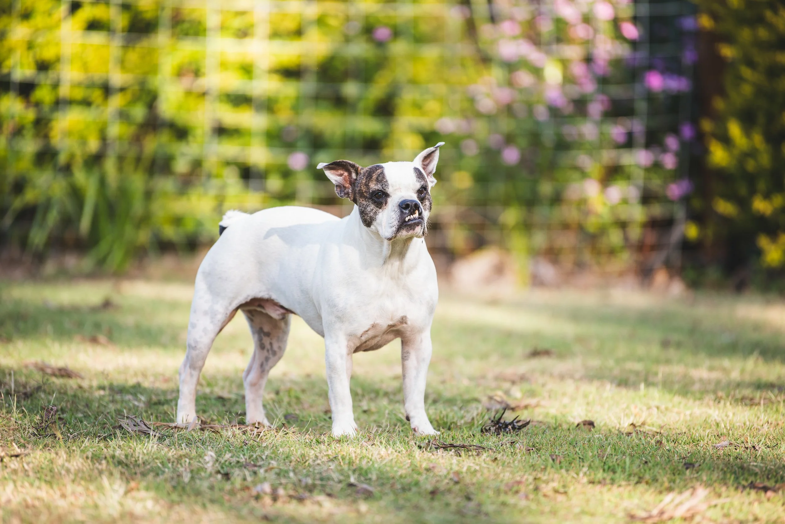 A playful rescued French Bulldog cross enjoys an outdoor adventure during a professional pet photography session in the park. Natural light portraits showcase the personality and spirit of every dog. PHOTO BY PAWTISTIC MEDIA