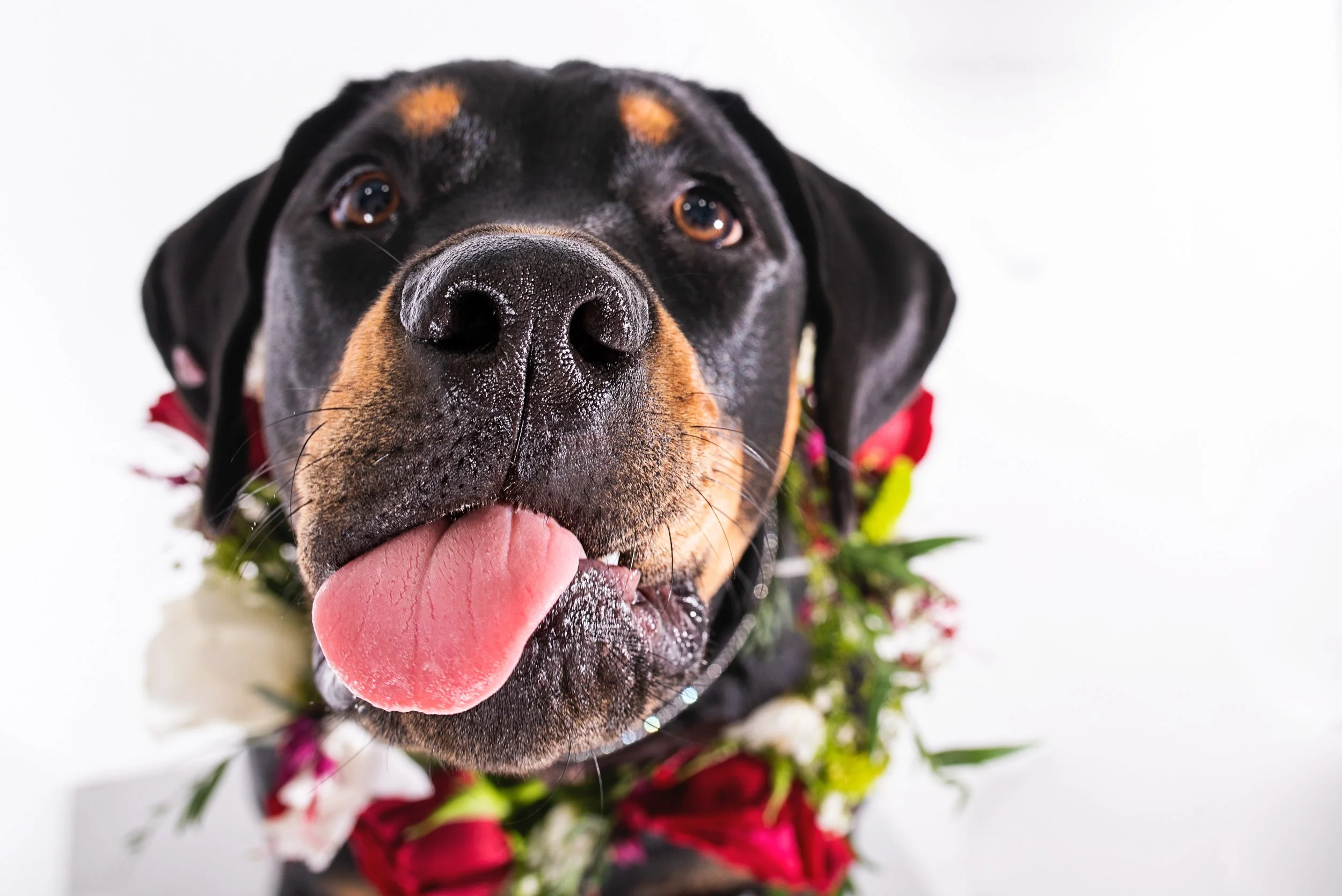 Professional dog portrait photography of rottweiler, Diva, in a studio on the Gold Coast. Pawtistic Media is renowned for capturing your dog's personality with high-quality portraits.