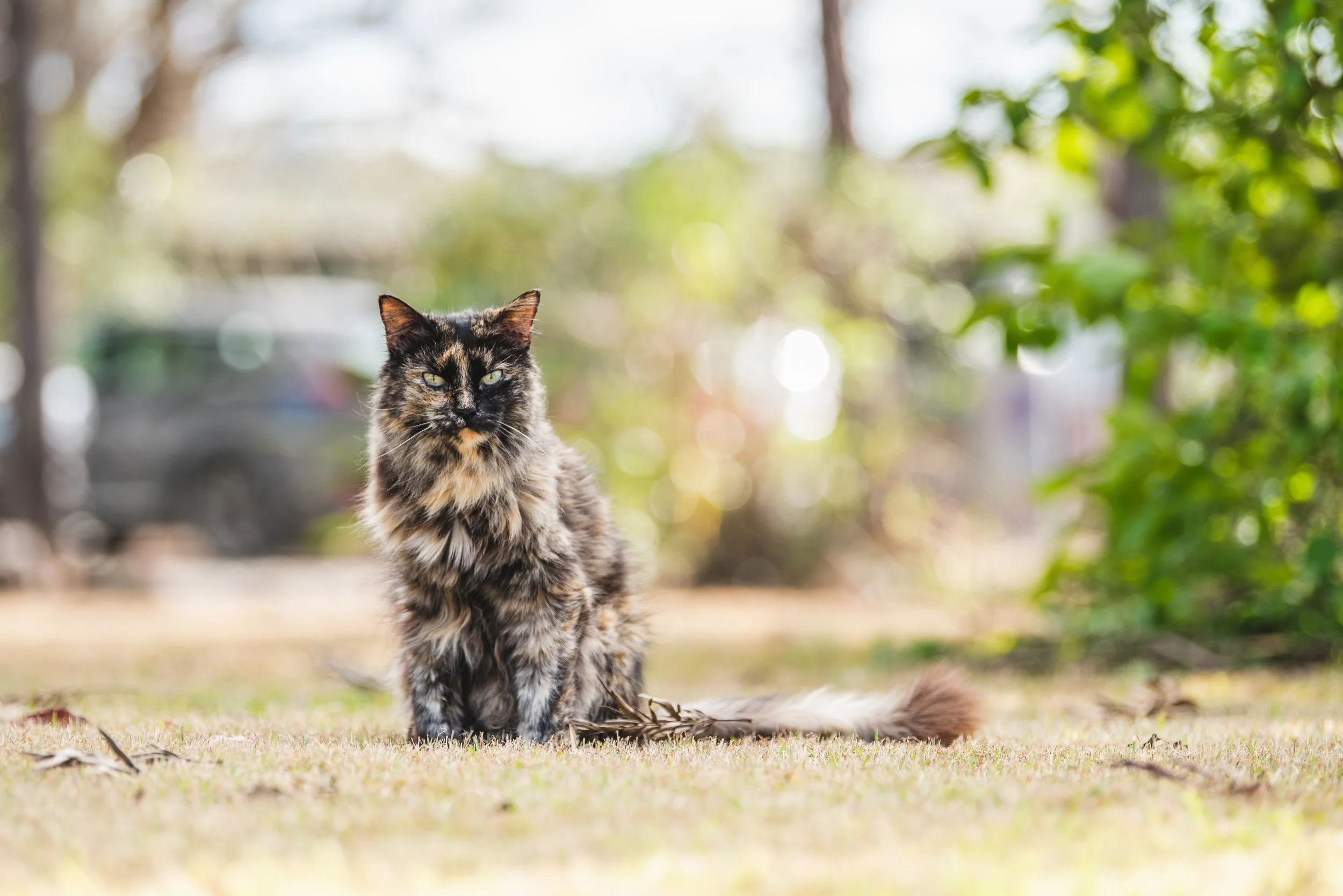 A beautiful portrait of a senior cat relaxing on the grass during an outdoor pet photography session. Senior pet portraits help preserve treasured memories of beloved companions and their unique personalities. PHOTO BY PAWTISTIC MEDIA