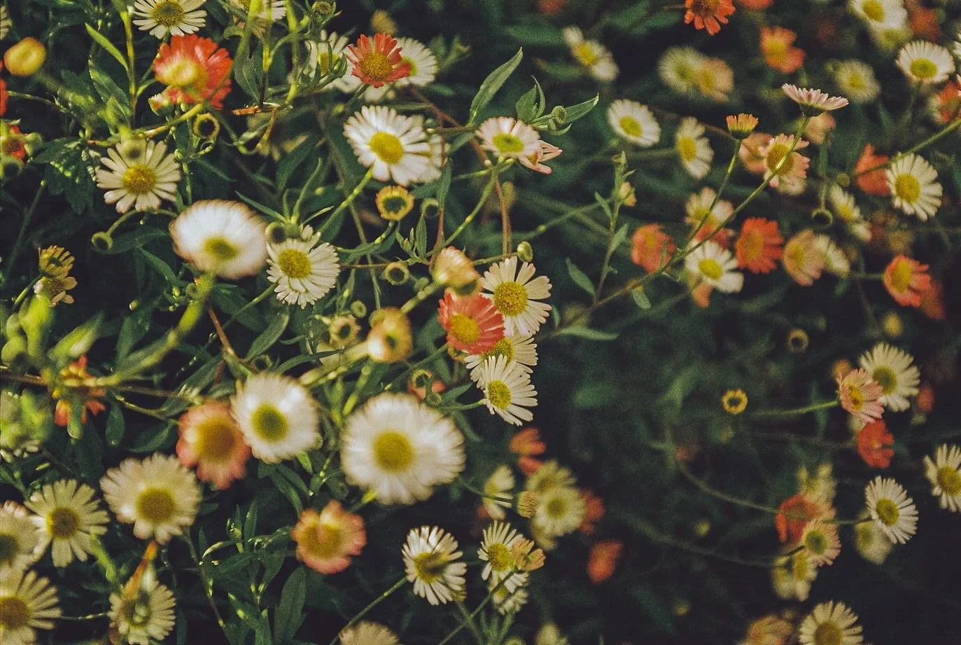 My family has never been much for heirlooms. A few small things here and there that help the fires of memories send their smoke signals over the hills as the years draw them further off into the horizon. 

But developing the test roll of film from my