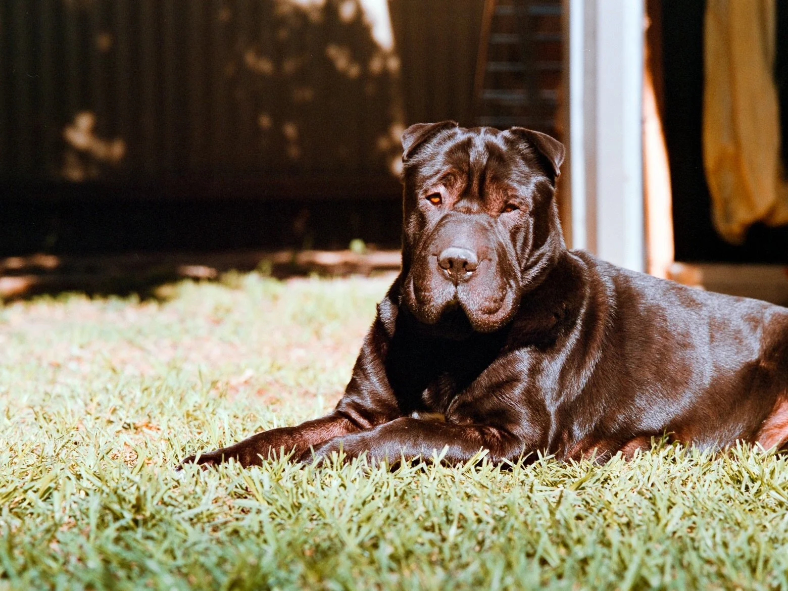 autumn shots, sunrise strolls, home developed, dizzy approved 

shot on bronica etrs using lucky 200 film 📷
