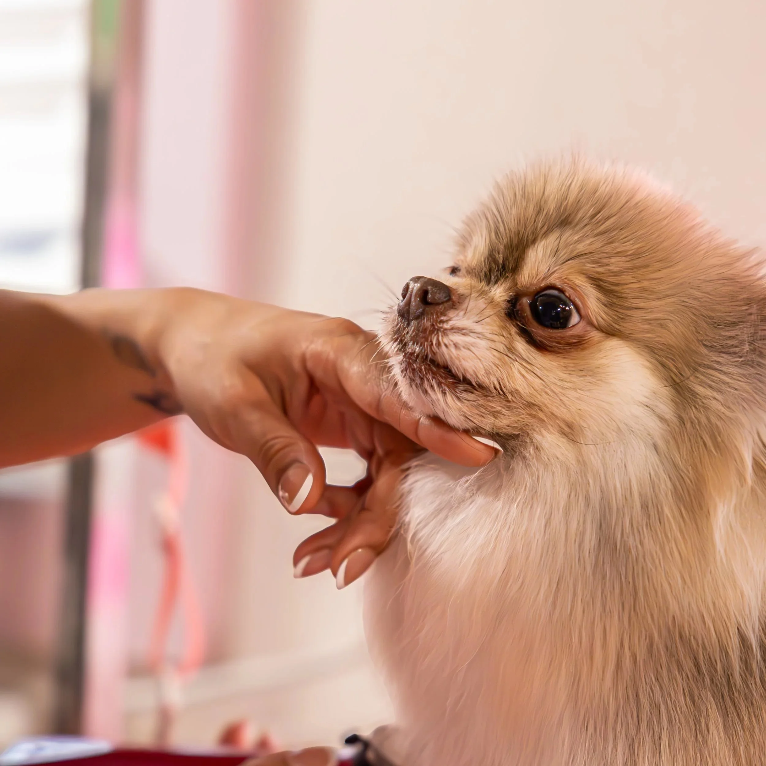 New Hampshire Branding Photography | Fluffy Love Salon Brand Session