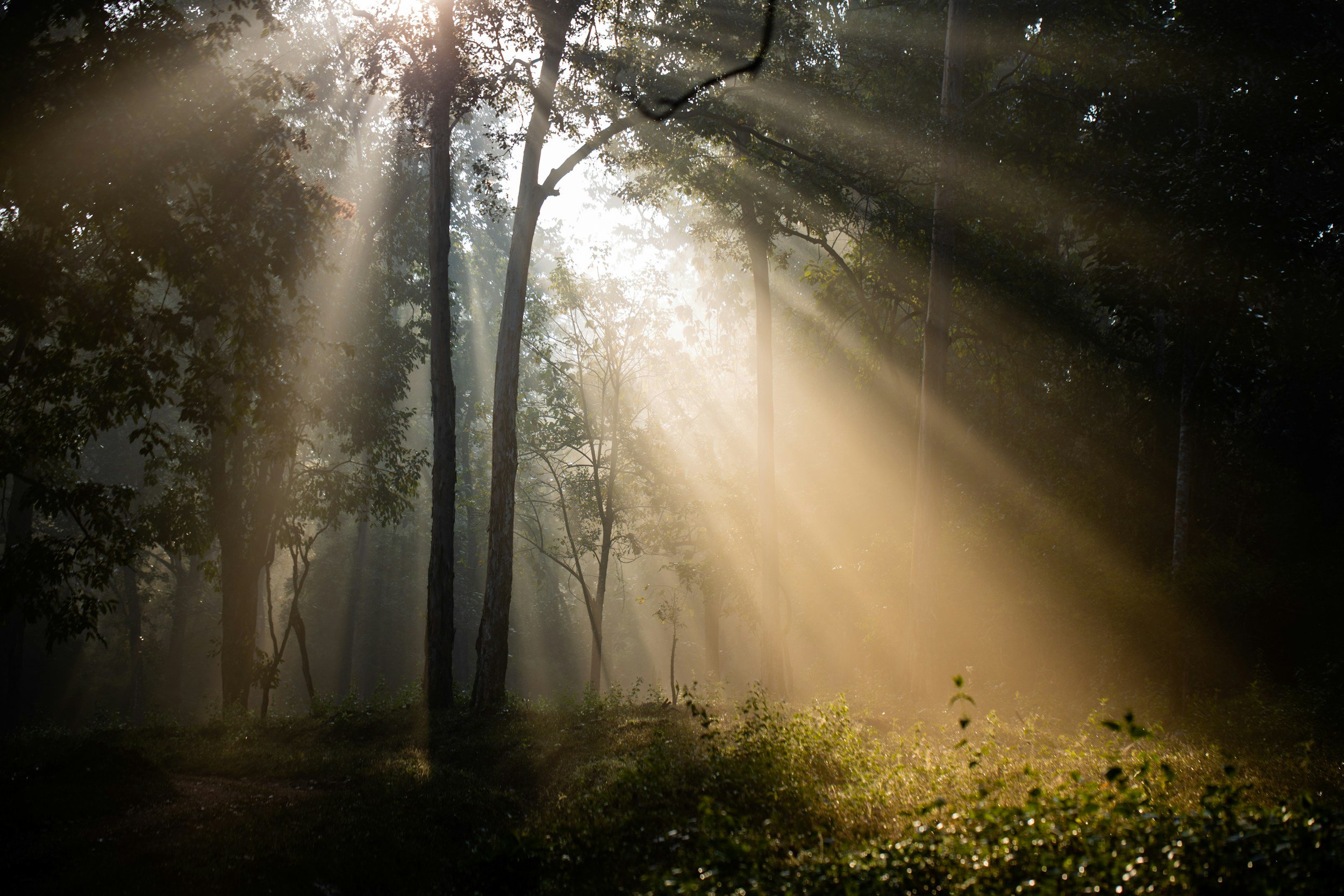 Sunlight filters through trees in a forest, creating bright rays of light amid shadows, with a grassy forest floor.