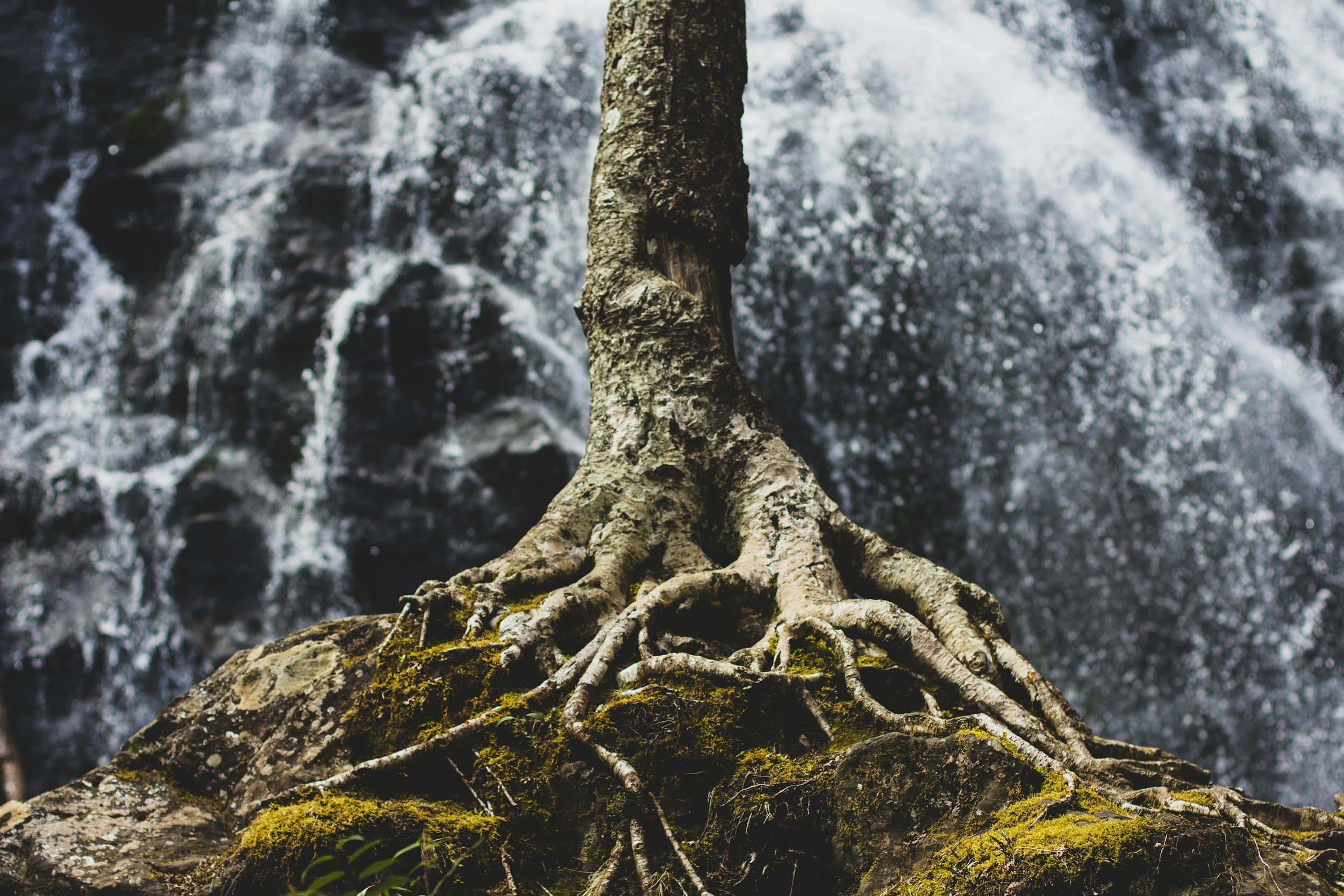 Close-up of tree roots extending over moss-covered rocks in front of a waterfall in a forest.