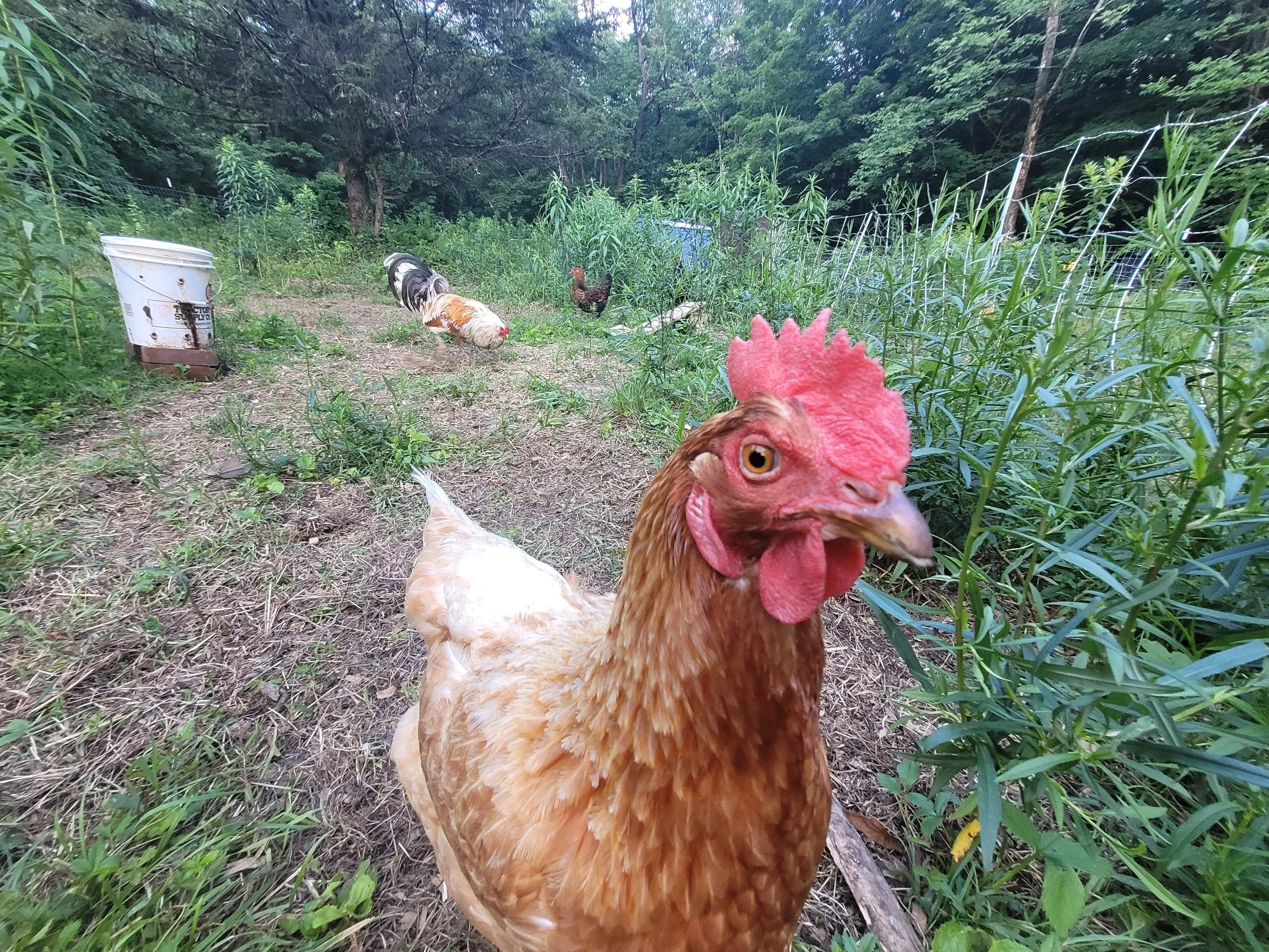 Introduction to Backyard Chickens