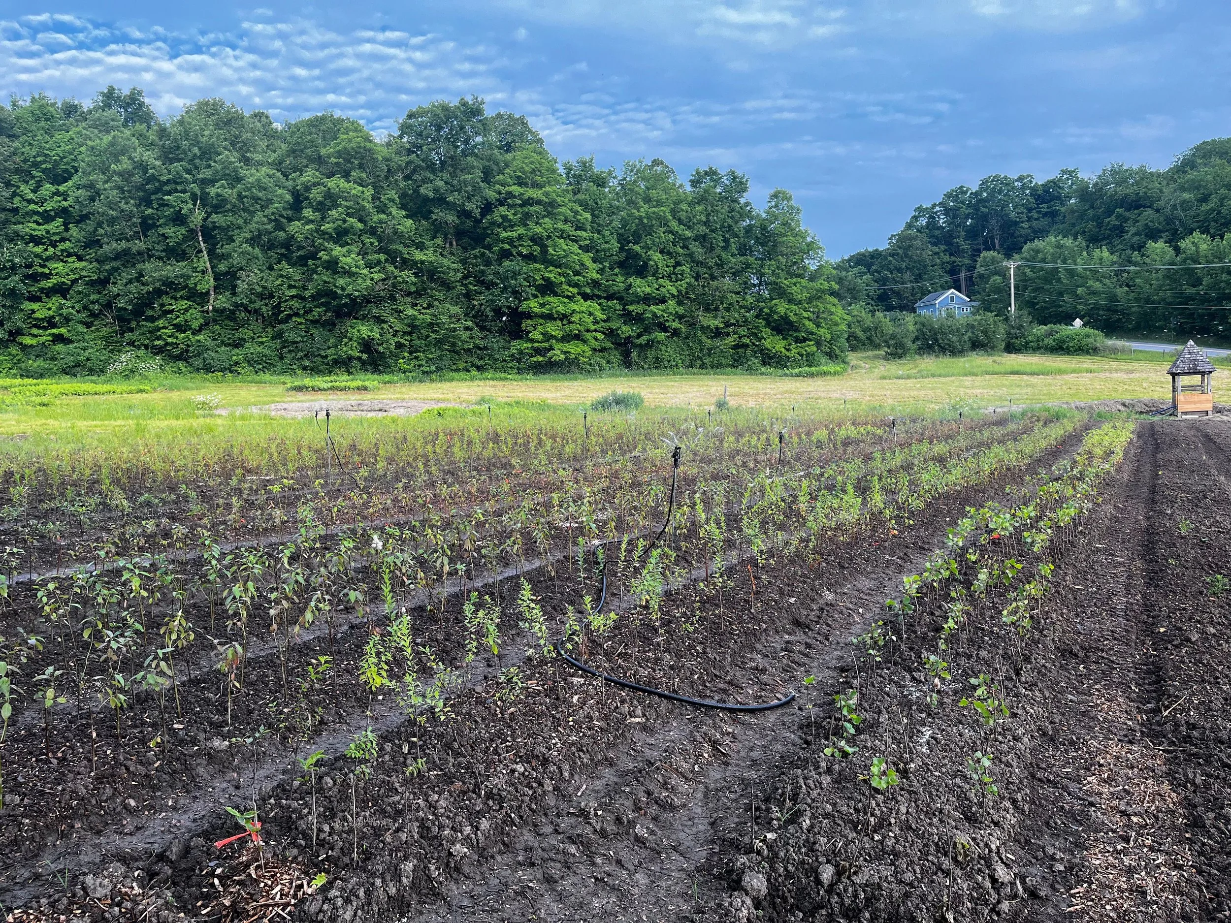 Untitled design (2).jpg