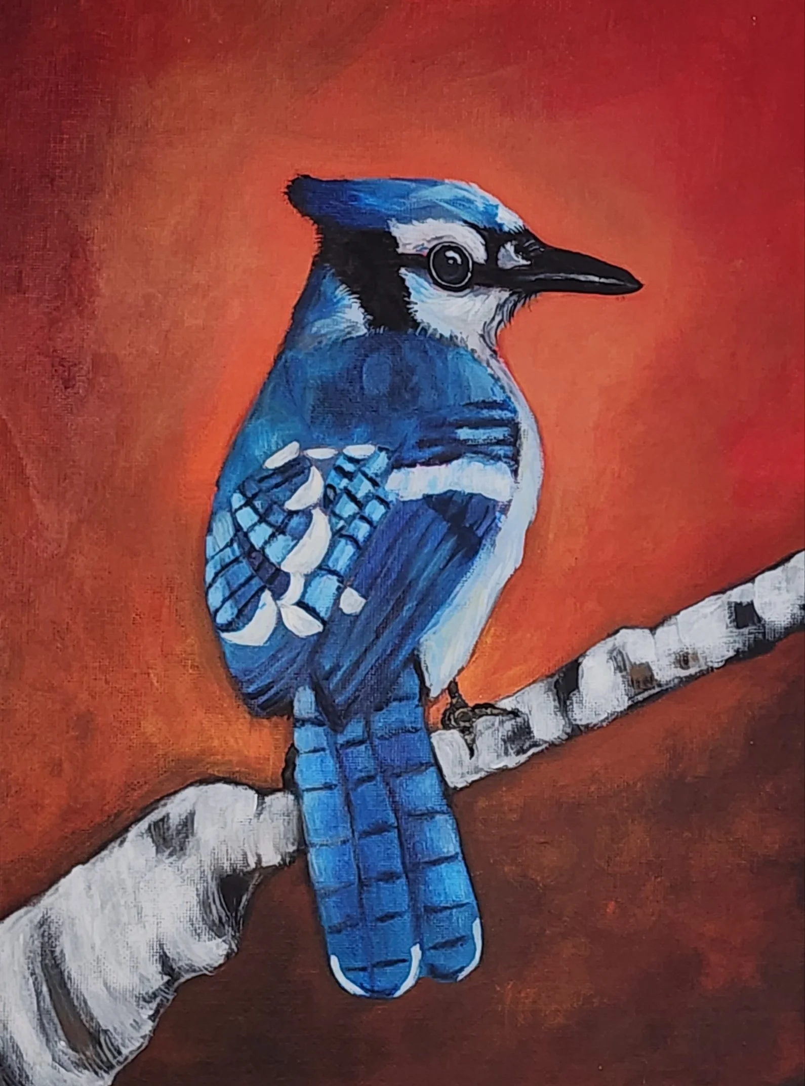 blue jay