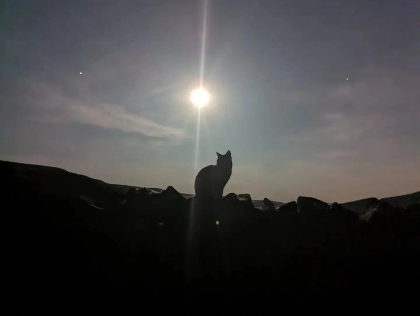 Jimmy, our resident cat enjoying the full moon this weekend 🌑