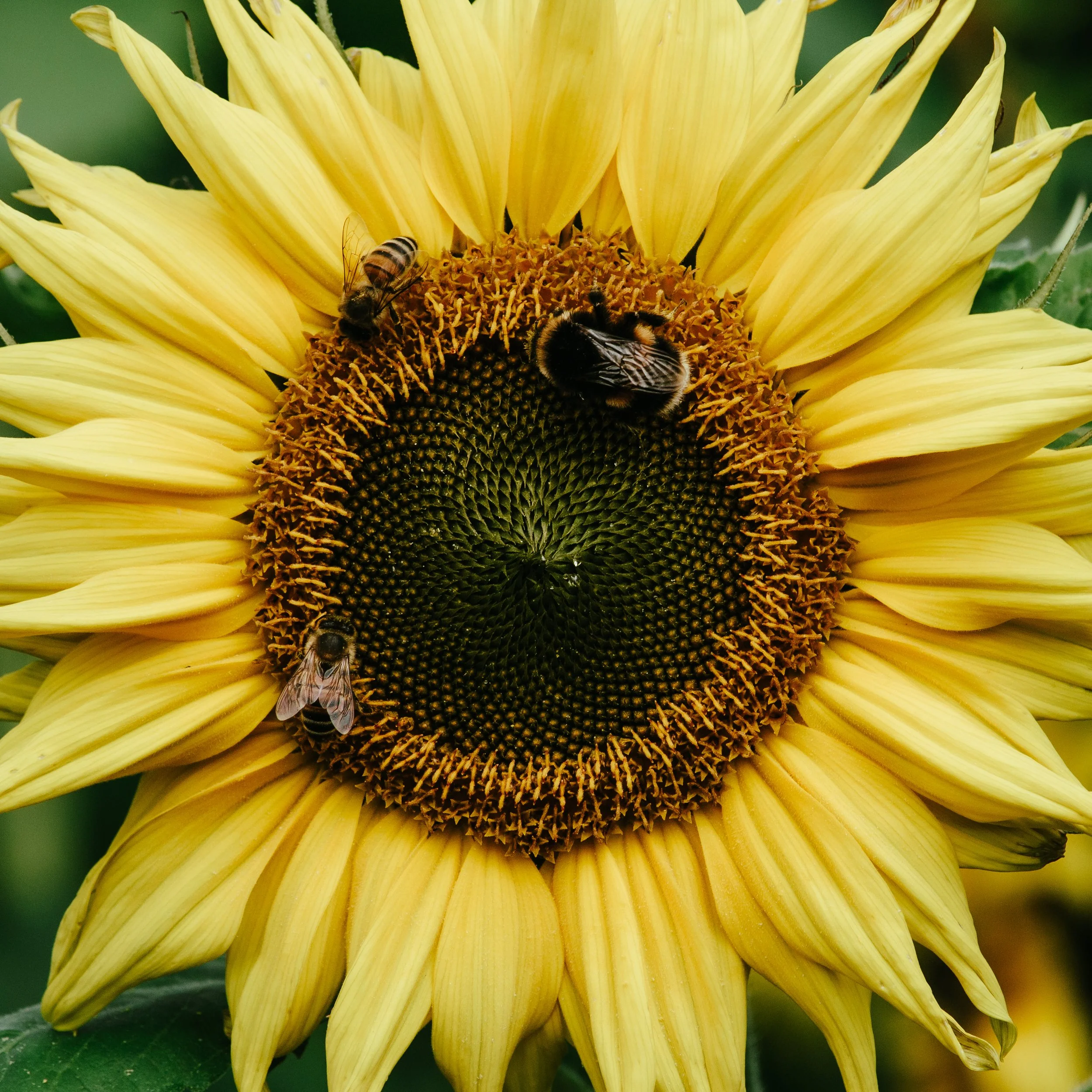 Close-up of a sunflower with three bees collecting nectar from its center.