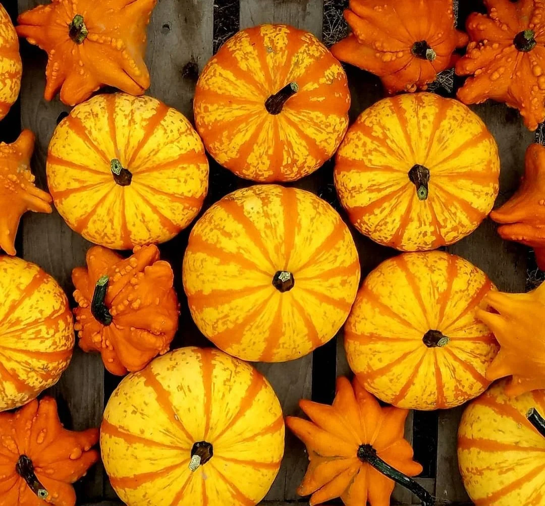 Gourds Orange.jpg