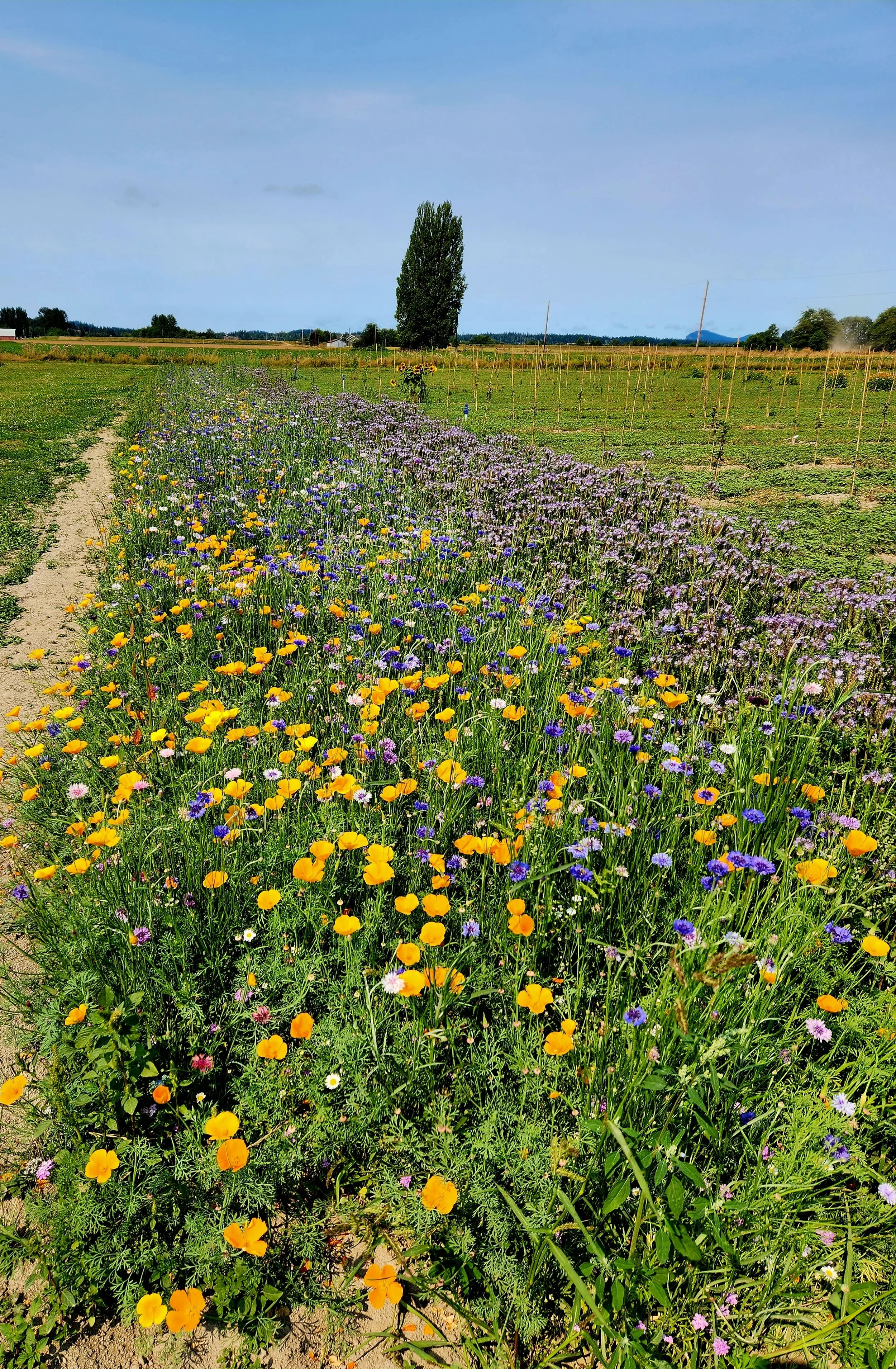 pollinator mix.jpg