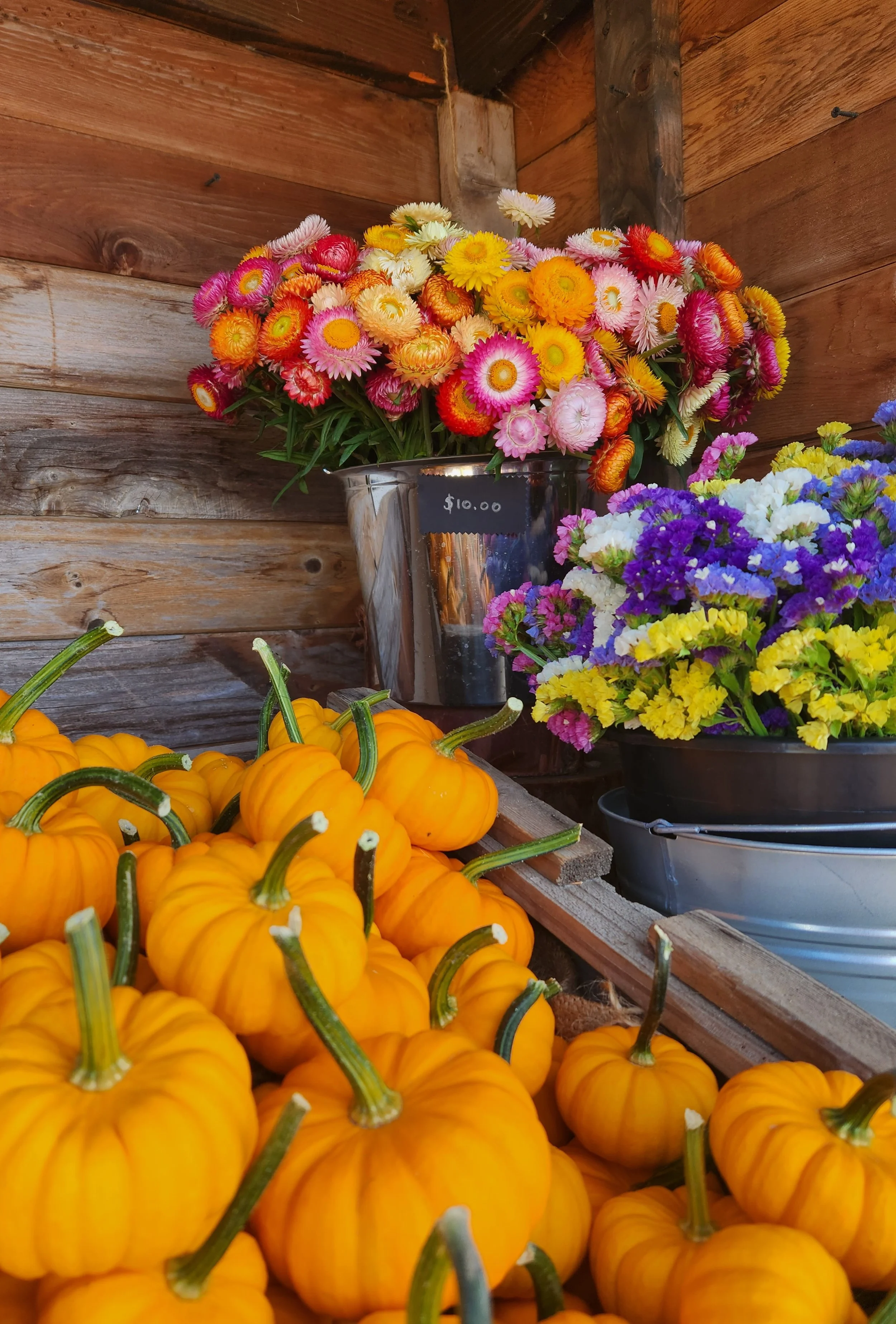 Pumpkins and Flowers (1).jpg