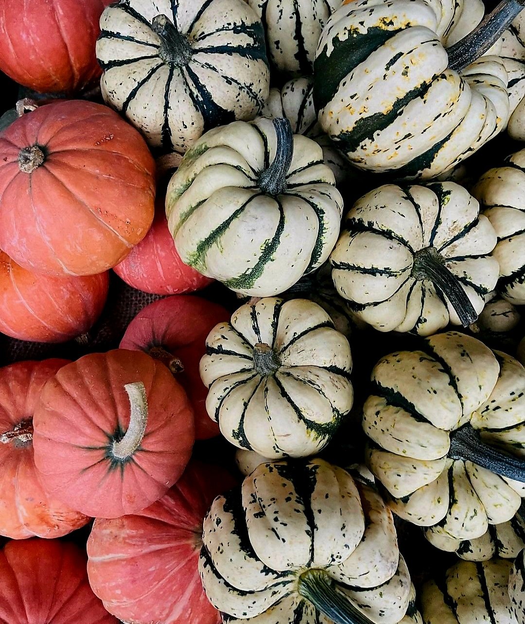 Gourds Sweet Dumpling.jpg