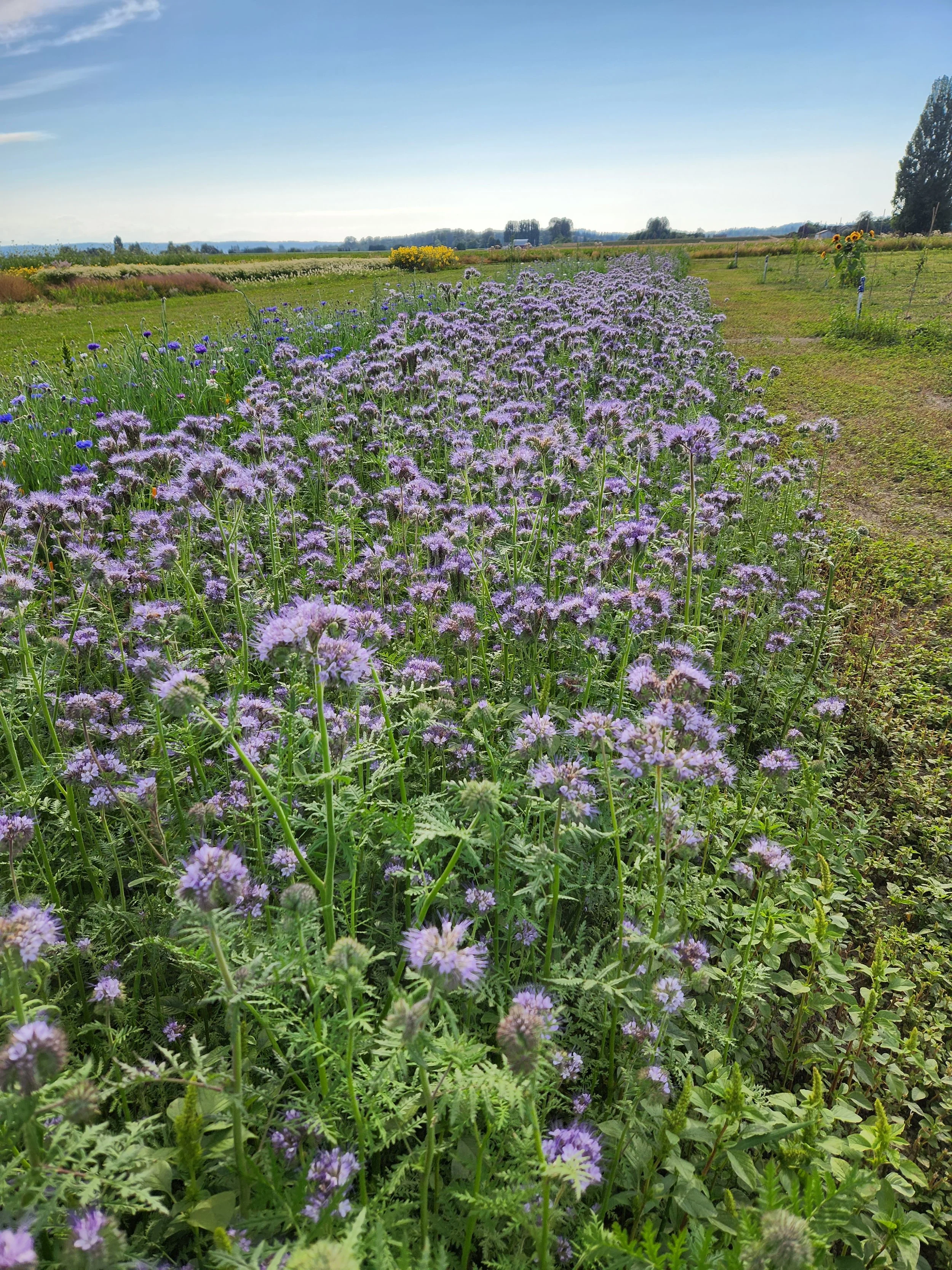 lady phacelia summer.jpg