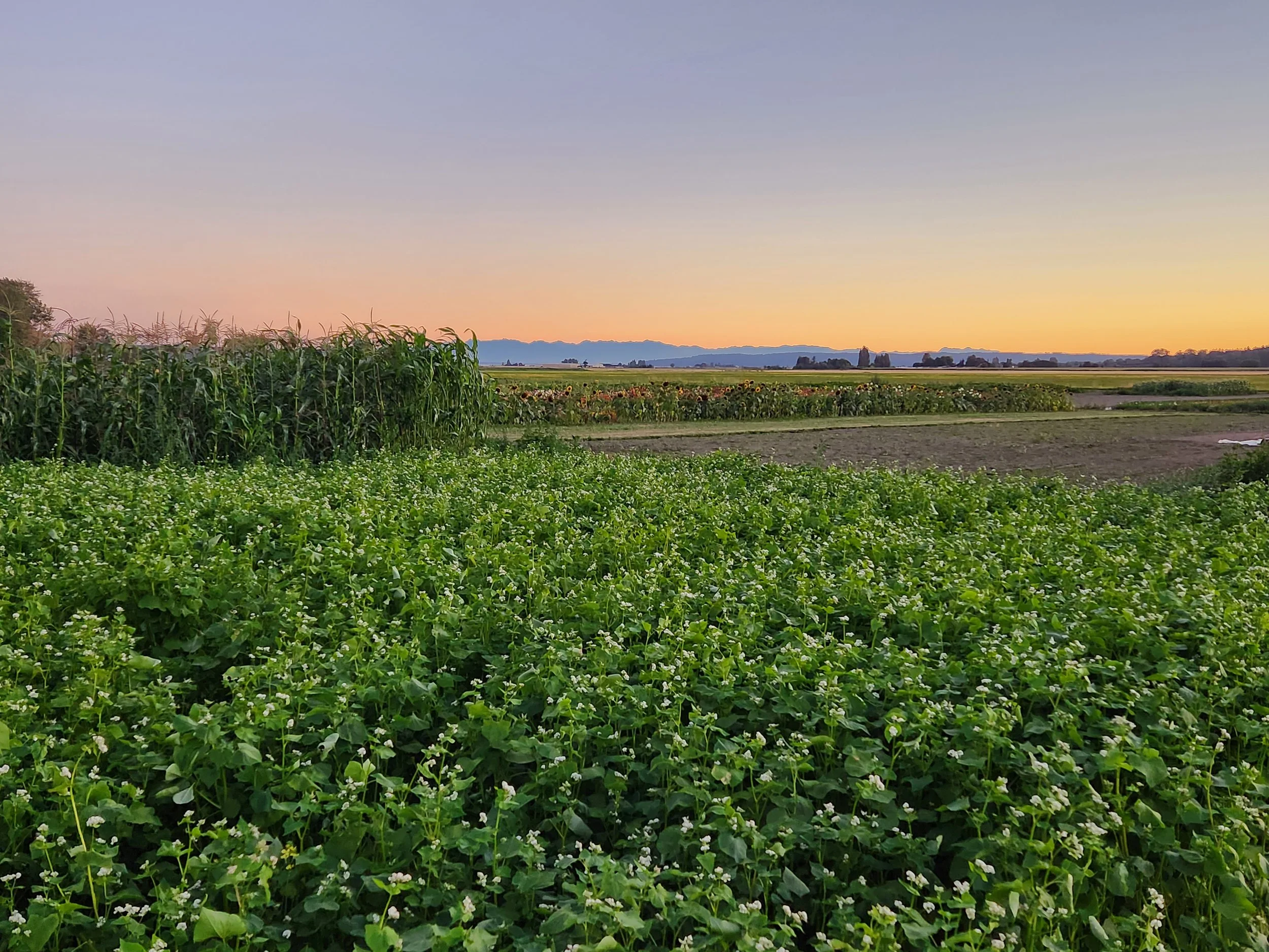 Buckwheat pollinators.jpg