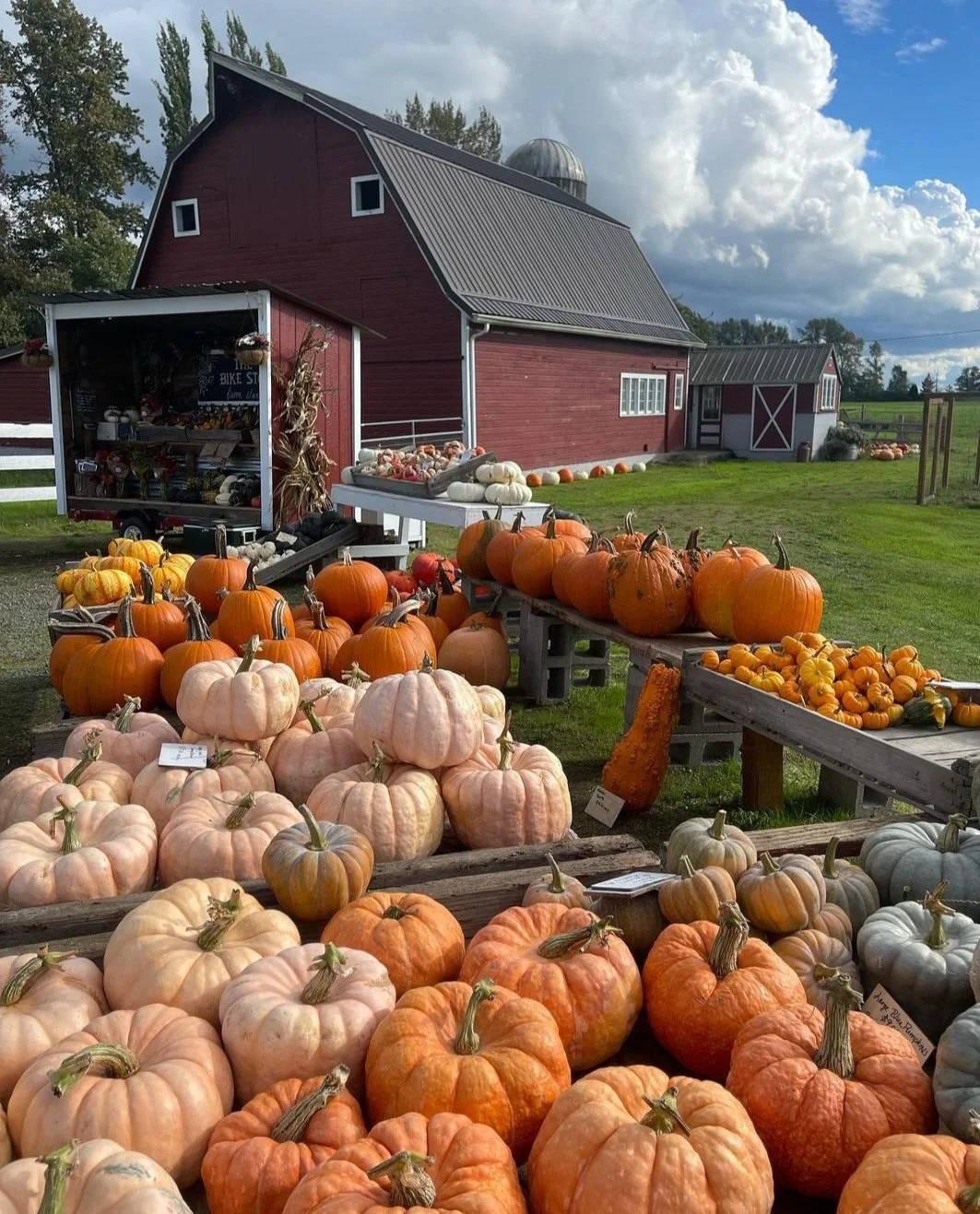 Barn Bikestop Gourds Pumpkins.jpg