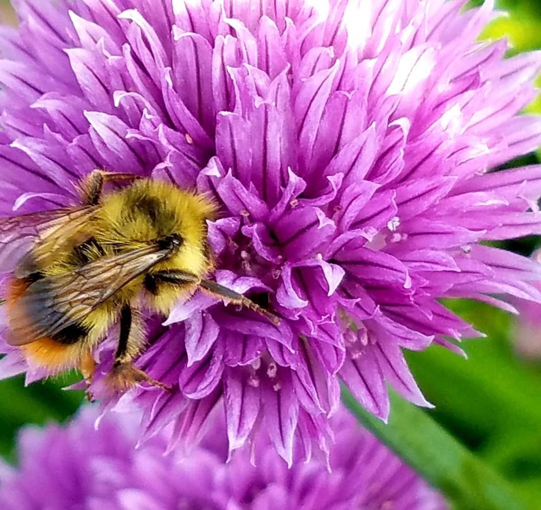 pollinator on chive flower.jpg
