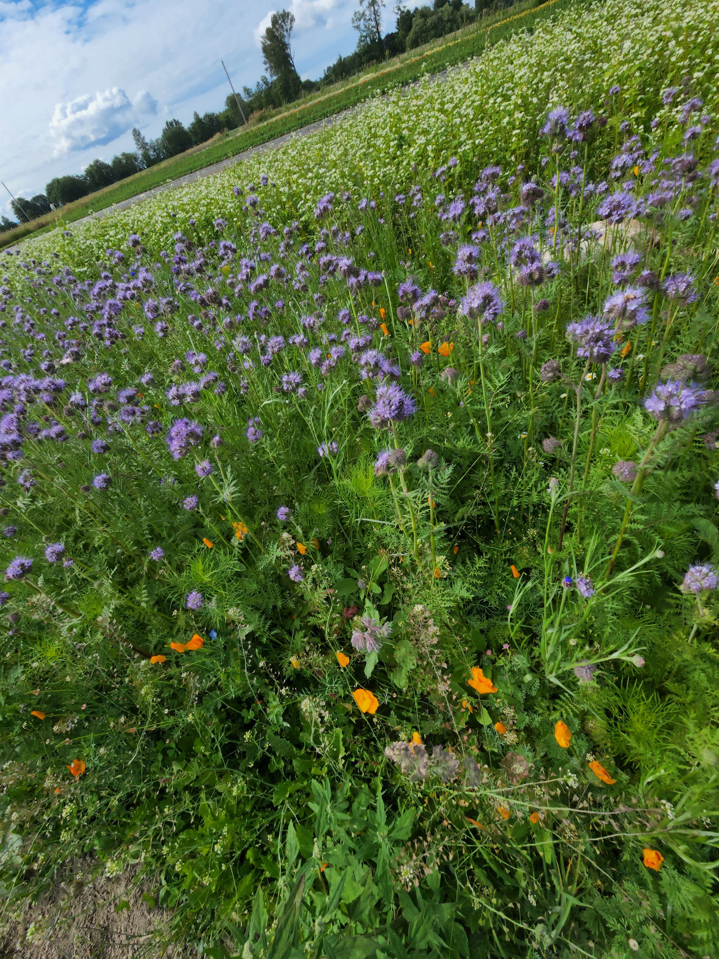 Pollinator physelia plain.jpg