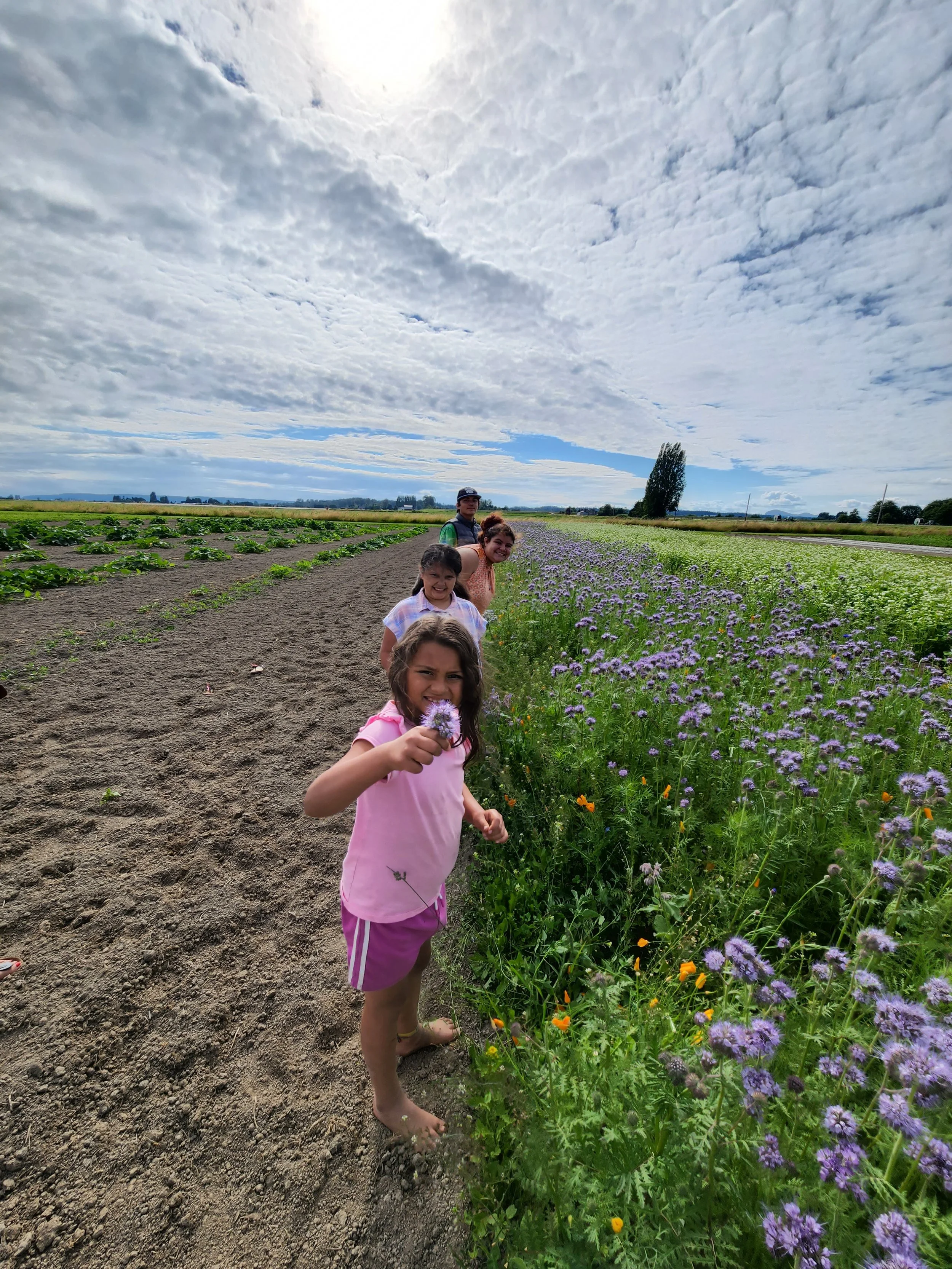 Lady phacelia buckwheat farm kids.jpg