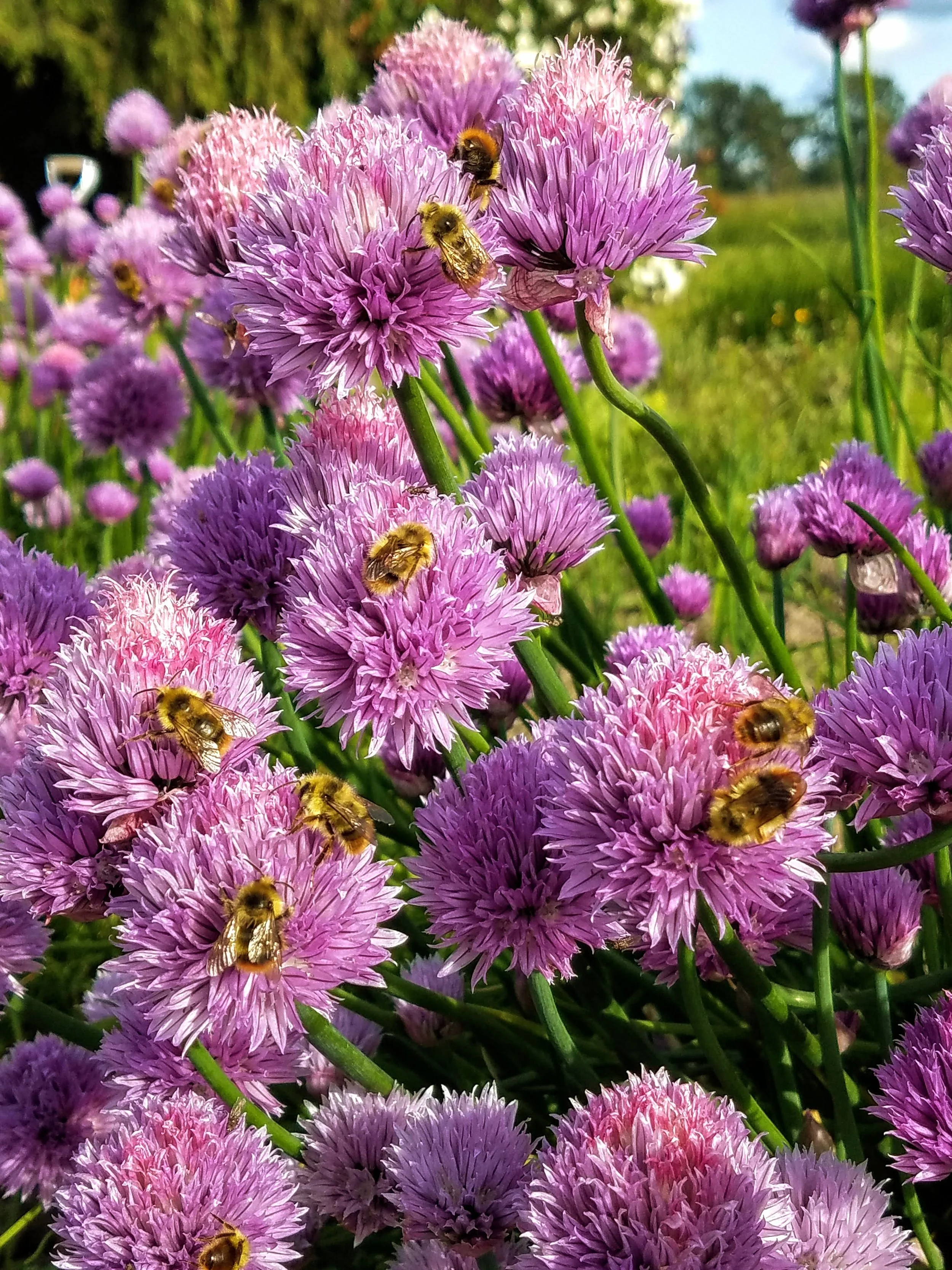 Bees in Chives.jpg