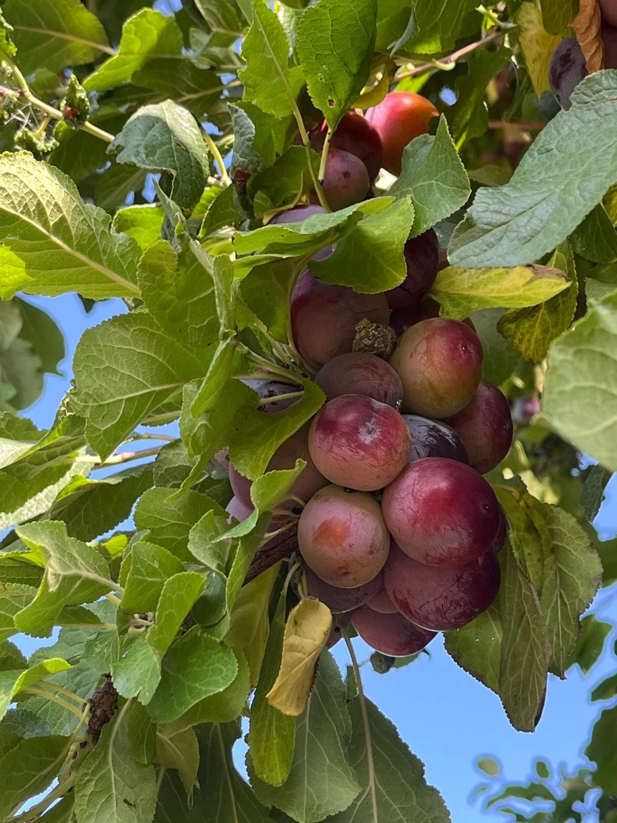 WhatsApp Image 2025-08-21 at 19.30.03.jpeg