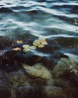 Water with lily pads and algae near the shore, with rocks and underwater plants visible.