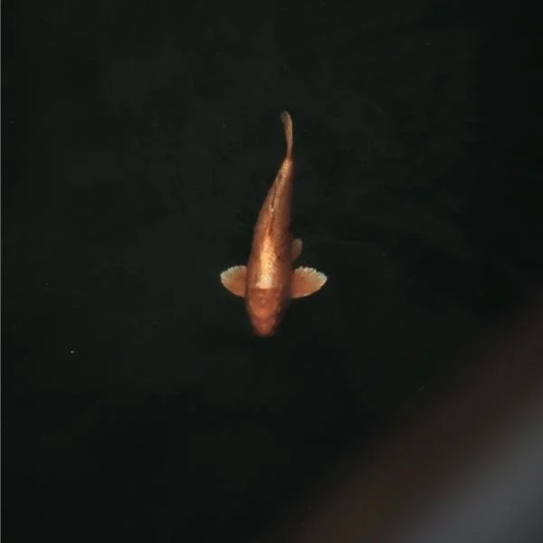 A single fish swimming in dark water