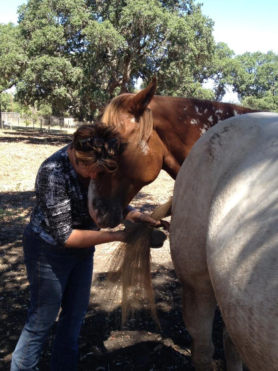 Heart Soul Equine Reiki Heart Soul Equine Reiki